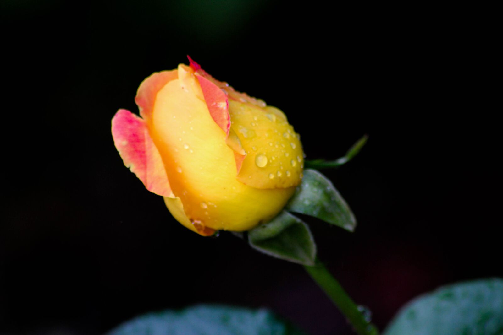 Canon EOS 1200D (EOS Rebel T5 / EOS Kiss X70 / EOS Hi) sample photo. Rosebud, rain, rose photography