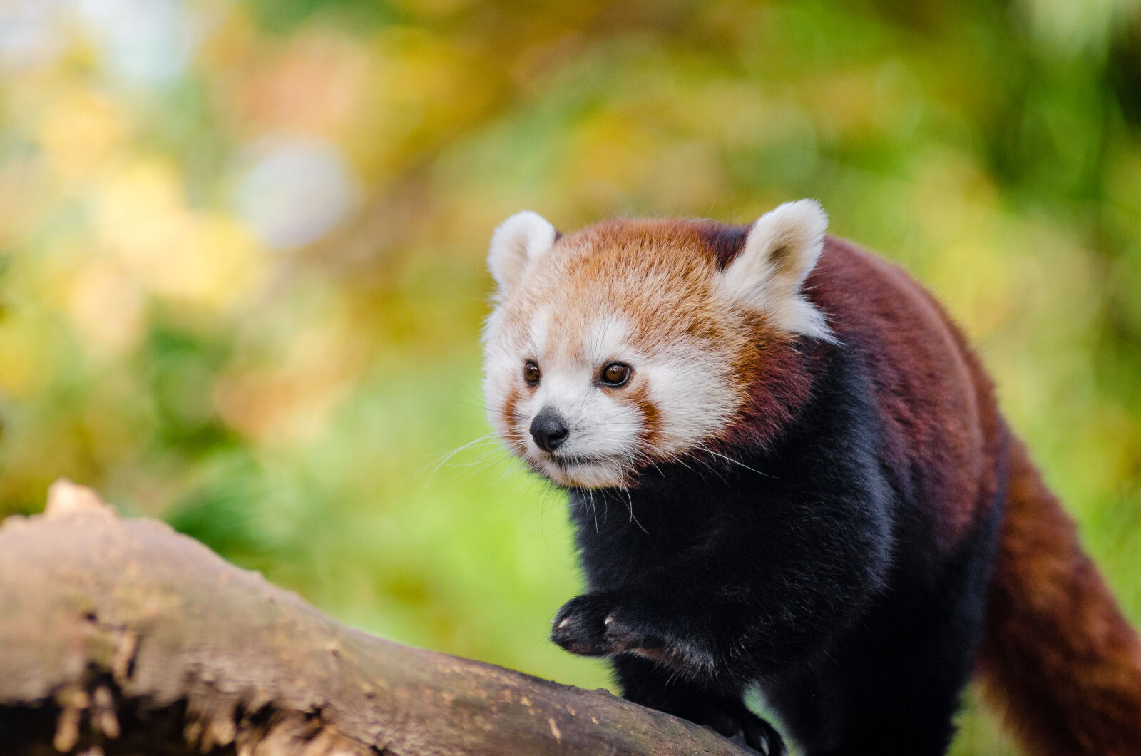 AF Zoom-Nikkor 80-200mm f/2.8 ED sample photo