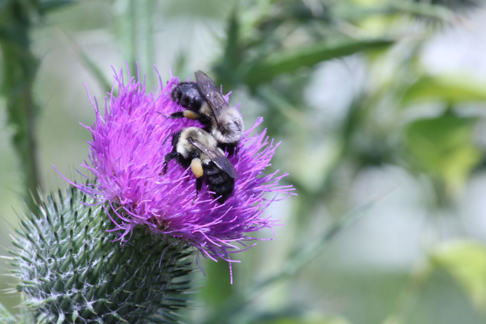 Canon EOS 550D (EOS Rebel T2i / EOS Kiss X4) sample photo. Maine, honeybee, flower photography