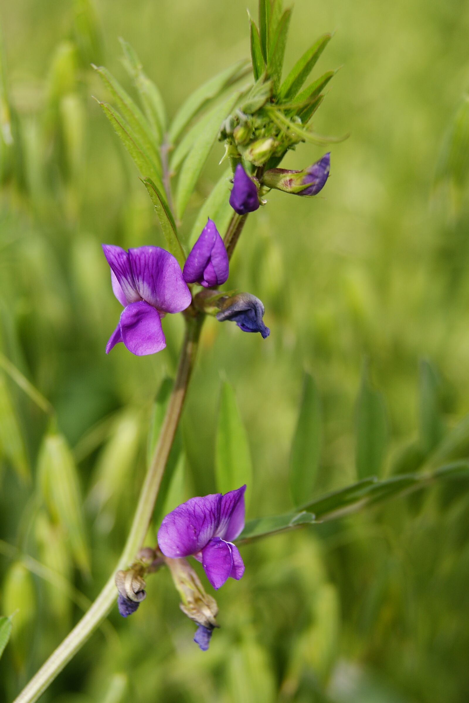 Sony Alpha DSLR-A390 sample photo. Flower, field, weed photography