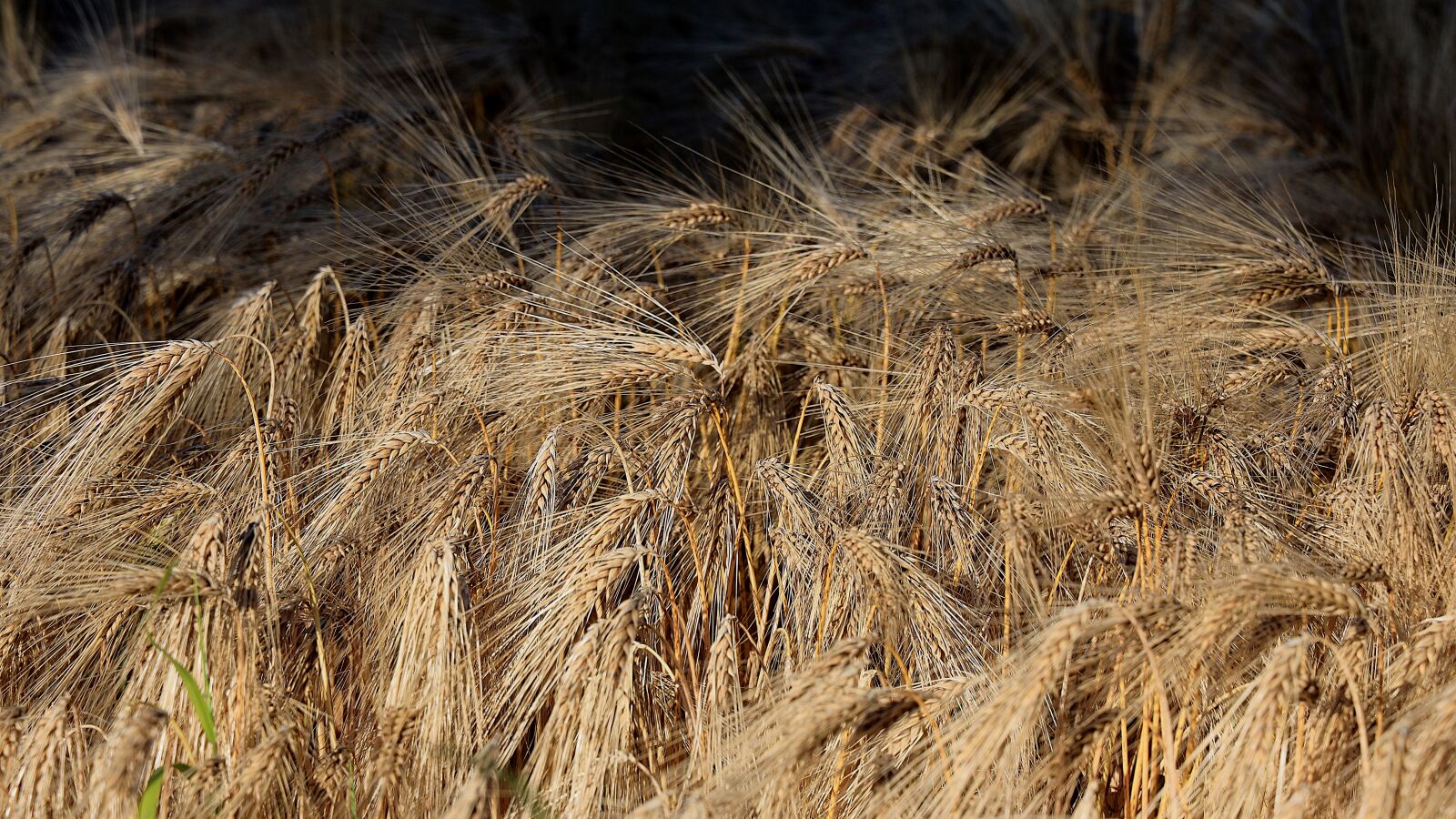 Canon EOS R + Canon RF 24-105mm F4L IS USM sample photo. Barley, cereals, agriculture photography