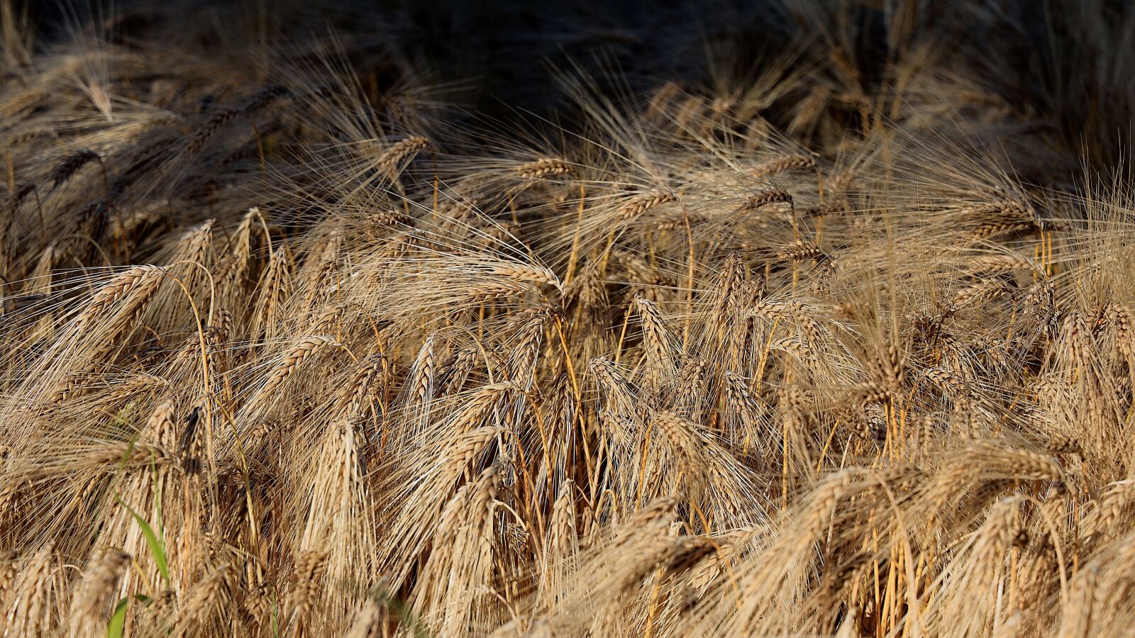 Canon RF 24-105mm F4L IS USM sample photo. Barley, cereals, agriculture photography