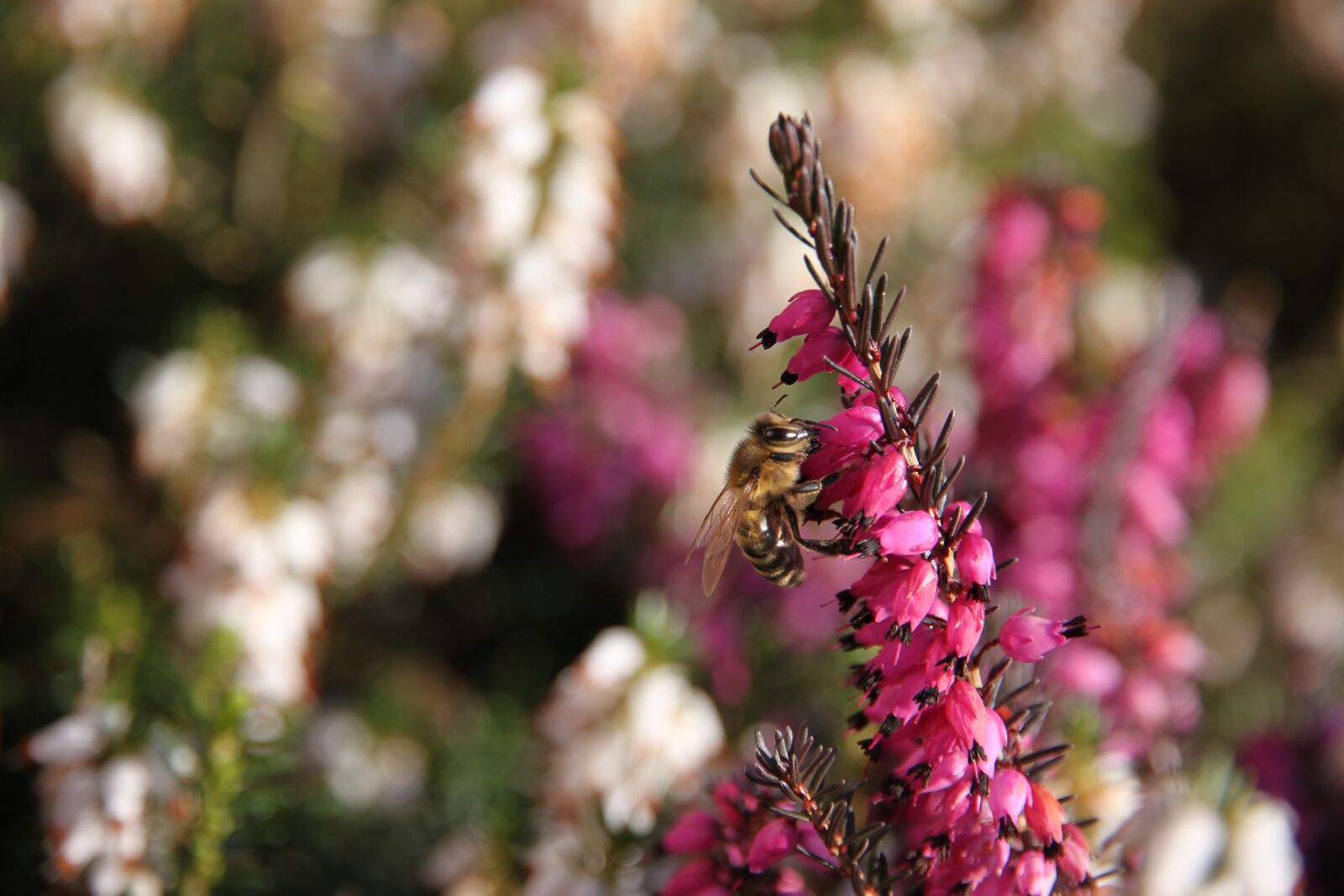 Canon EOS 500D (EOS Rebel T1i / EOS Kiss X3) sample photo. Bee, heide, summer photography