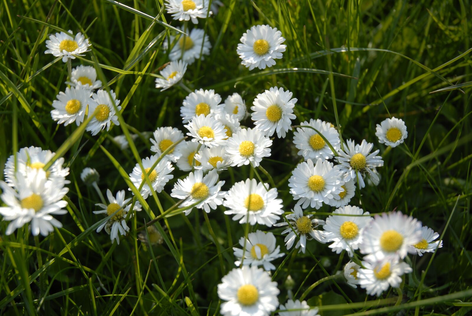 Nikon D200 sample photo. Daisy, blossom, bloom photography