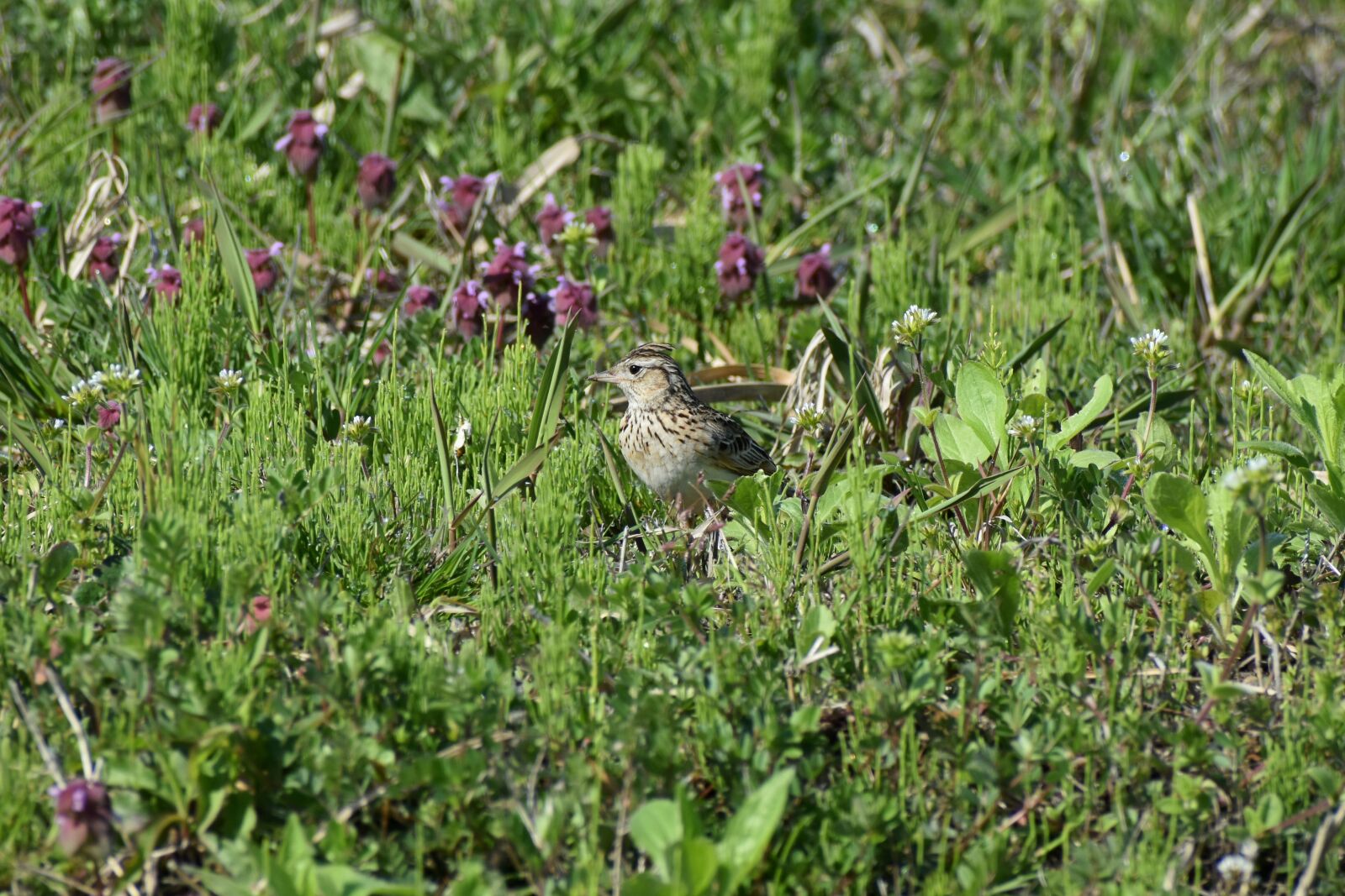 Nikon D7200 sample photo. Animal, grass, flowers photography