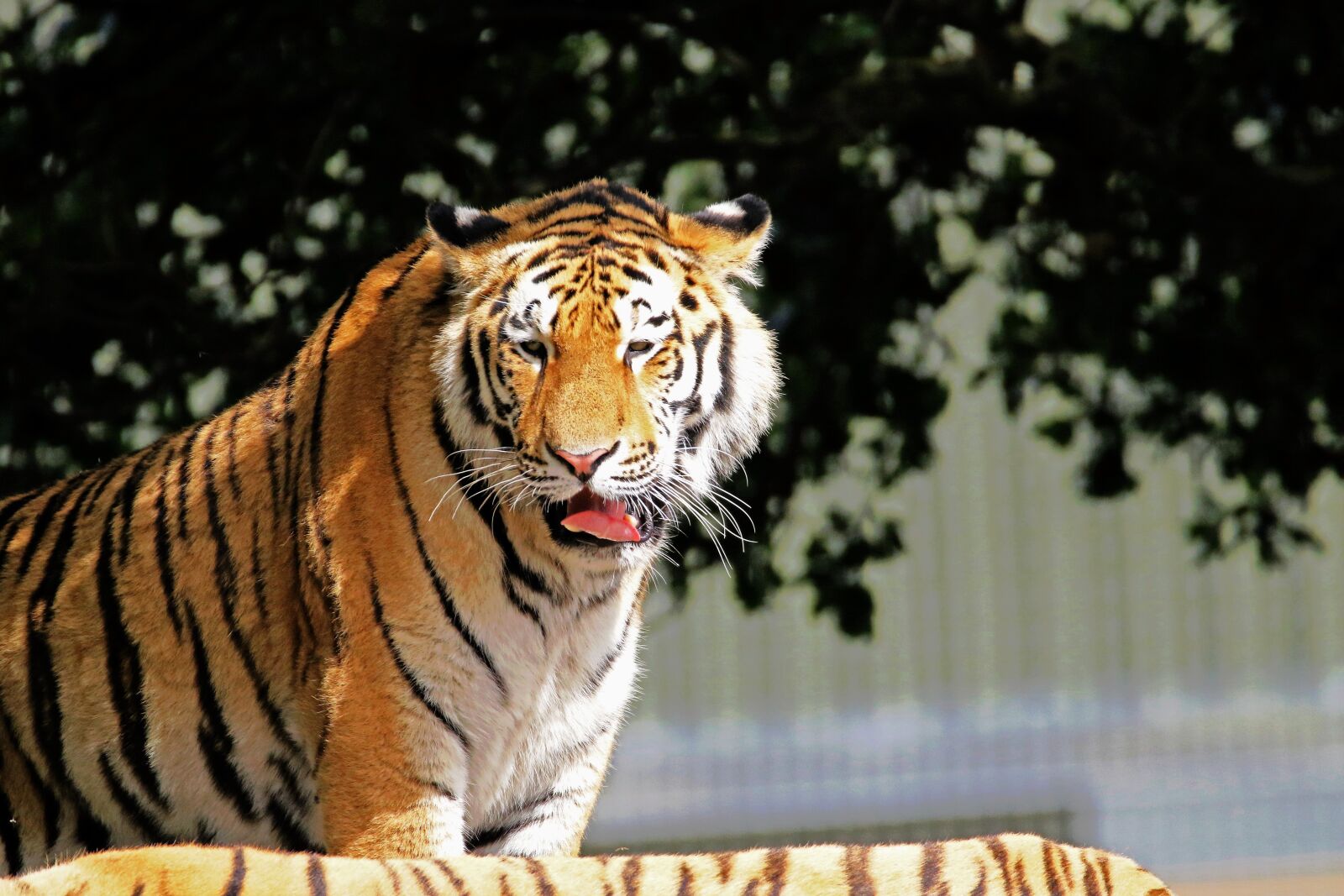 Canon EOS 7D Mark II sample photo. Tiger, big cat, big photography