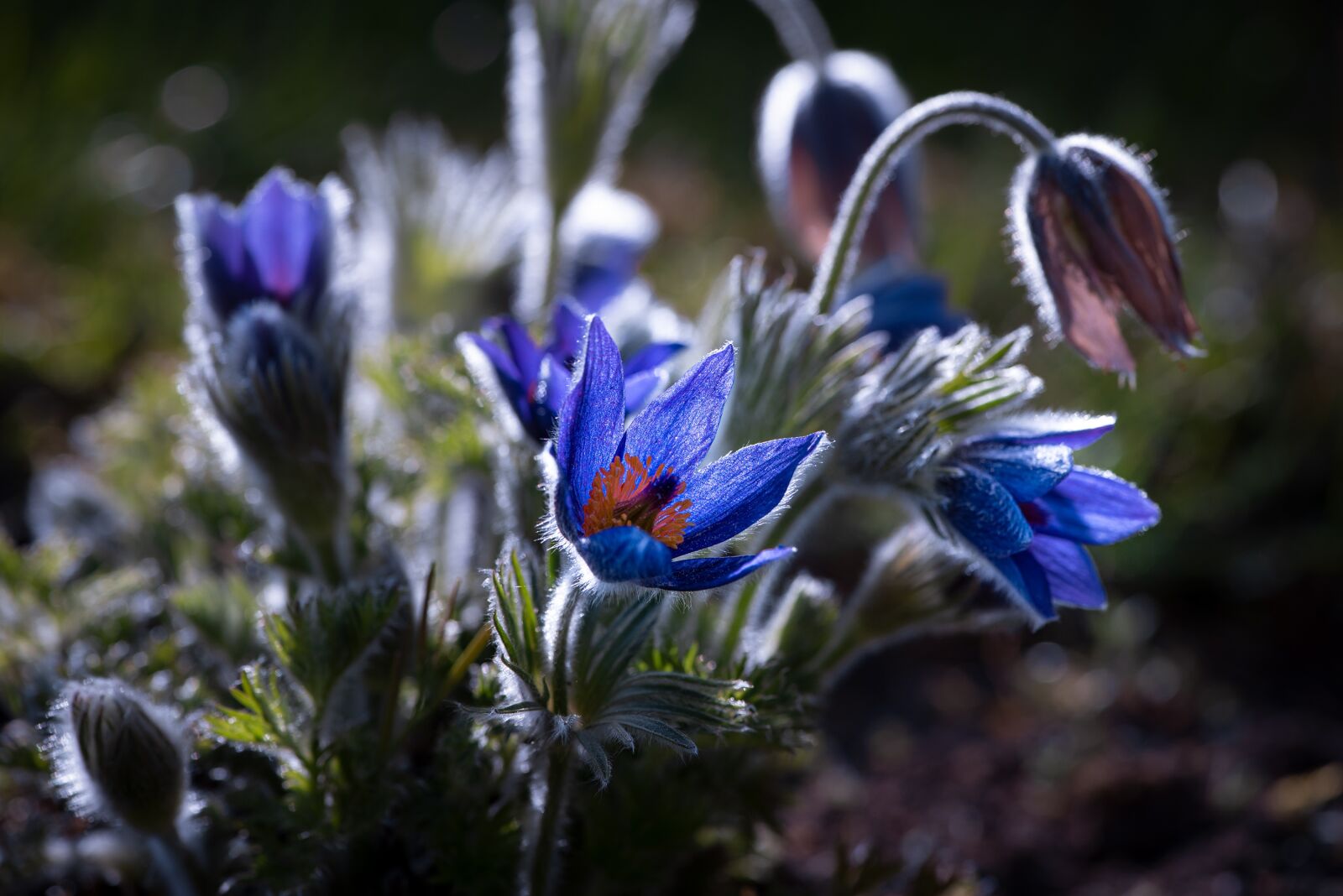 Nikon D750 sample photo. Anemone, flowers, flower photography