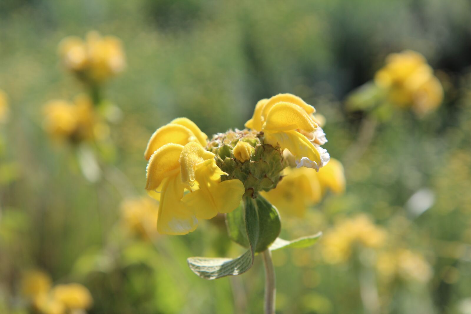 Canon EOS 600D (Rebel EOS T3i / EOS Kiss X5) sample photo. Yellow flower, flowering, nature photography