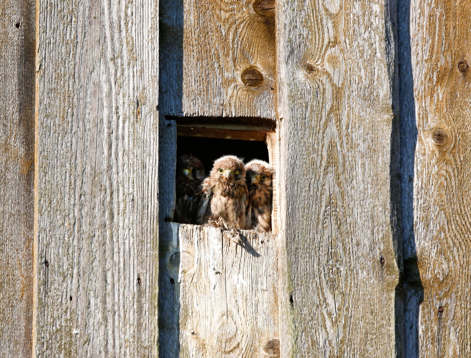 Canon EF 100-400mm F4.5-5.6L IS USM sample photo. Kestrels, nest, young animals photography