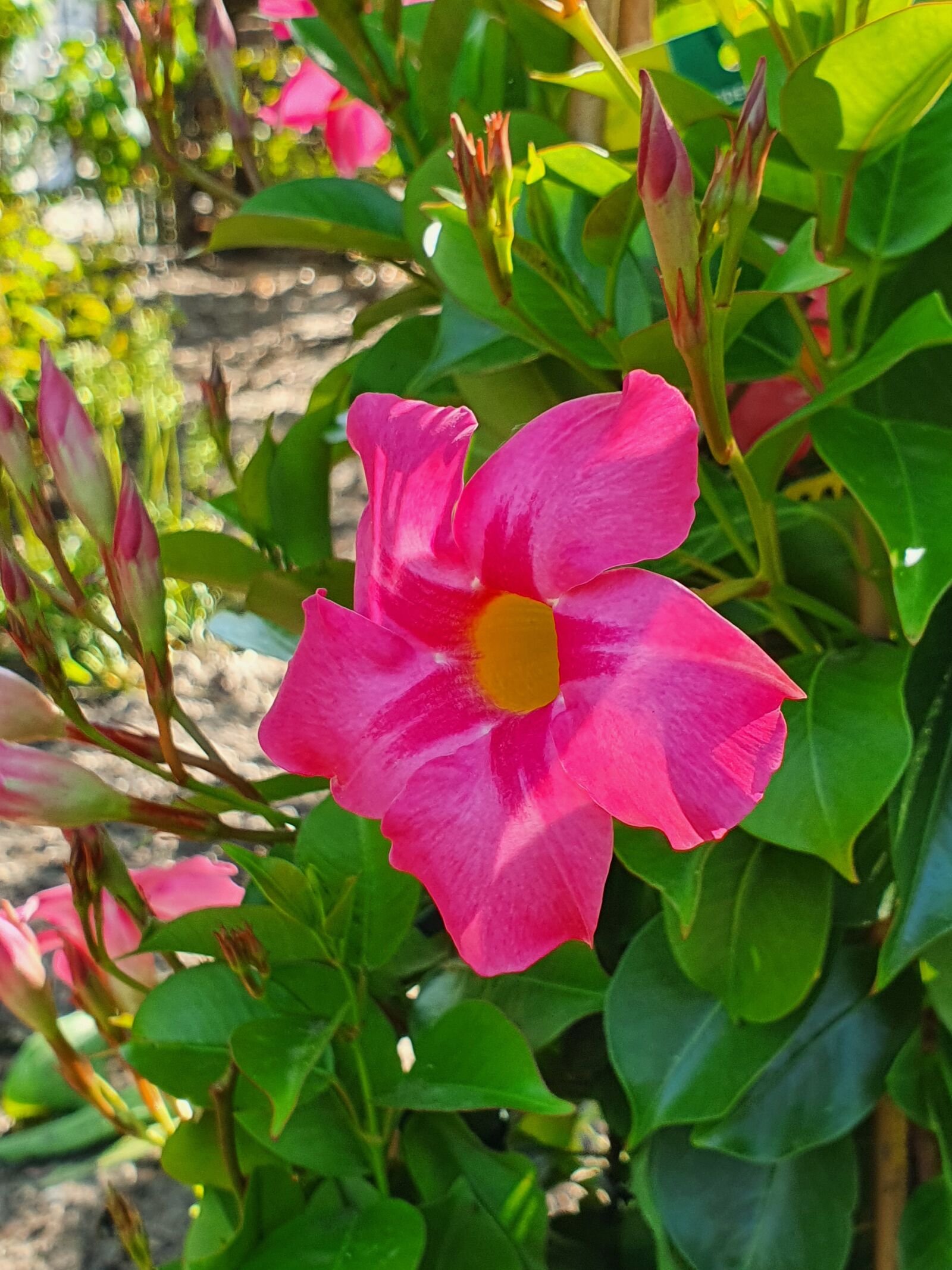 Samsung Galaxy S10+ sample photo. Flowers, spring, flower photography