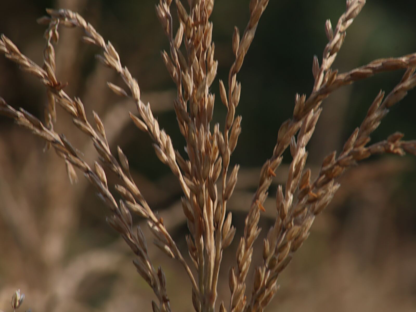 Canon EOS M50 (EOS Kiss M) sample photo. Corn, flower, farm photography