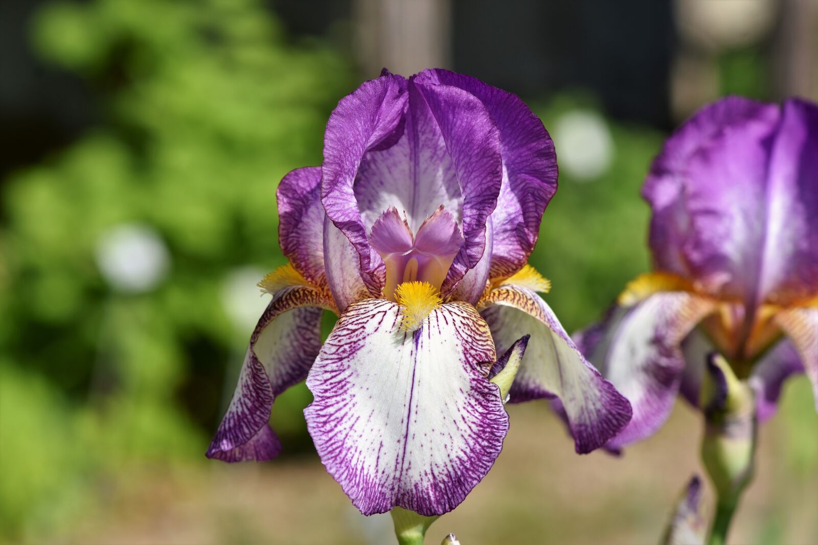 Nikon D7200 sample photo. Iris, iris flower, schwertliliengewaechs photography