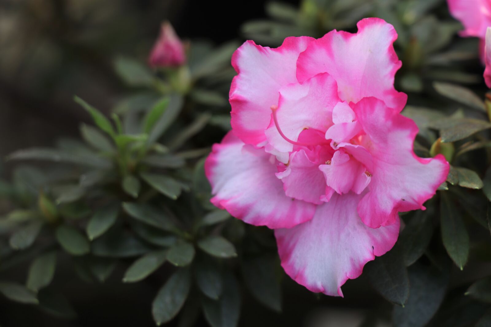 Canon EOS 77D (EOS 9000D / EOS 770D) sample photo. Flower, pink, nature photography