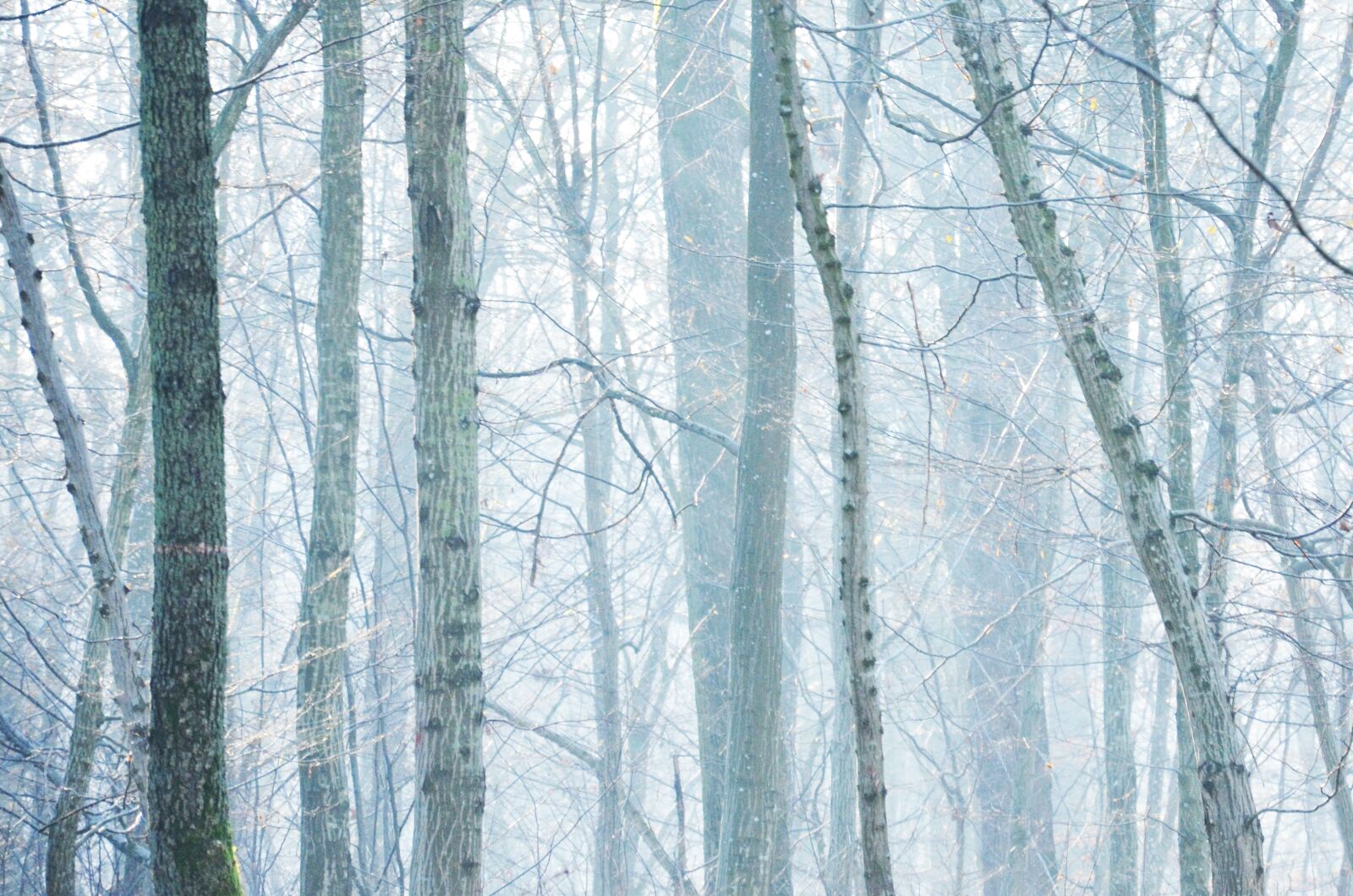 Nikon D5100 sample photo. Fog, fall, white photography