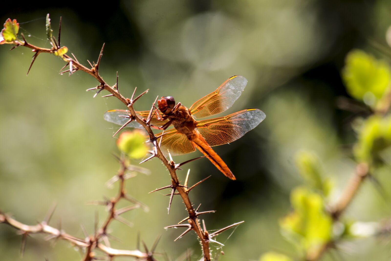 Canon EOS 50D sample photo. Dragonfly, nature, insect photography
