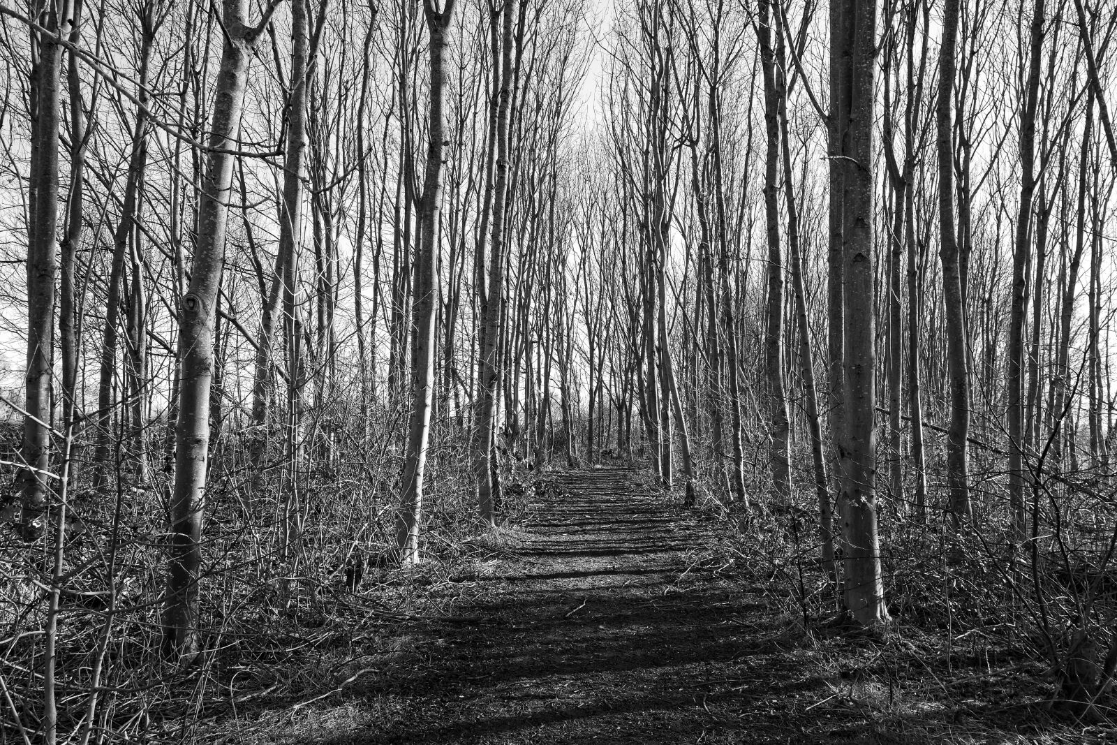 Sony Cyber-shot DSC-RX100 sample photo. Forest, tree, trunk photography
