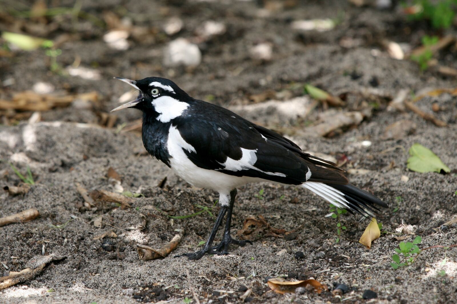 Canon EOS 400D (EOS Digital Rebel XTi / EOS Kiss Digital X) sample photo. Mudlark, australian, magpie-lark photography