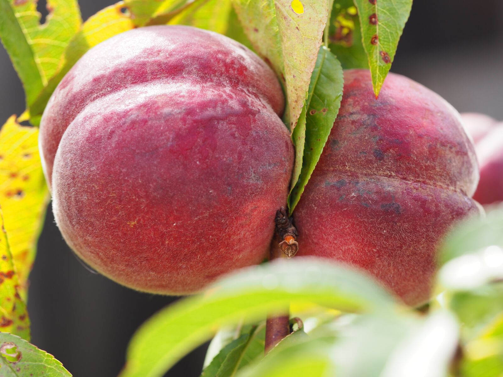 Olympus PEN E-PL7 sample photo. Peach, bio, harvest photography