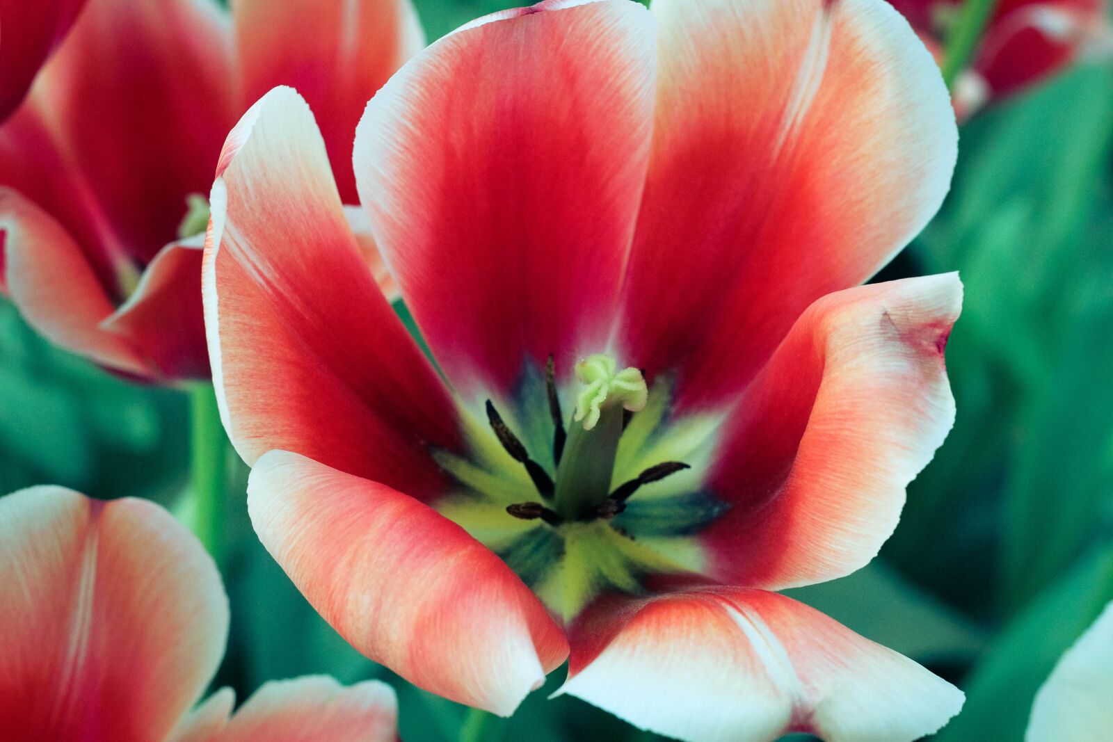 Canon EOS 60D + Canon EF 50mm F1.8 STM sample photo. Tulip, tupips, nature photography