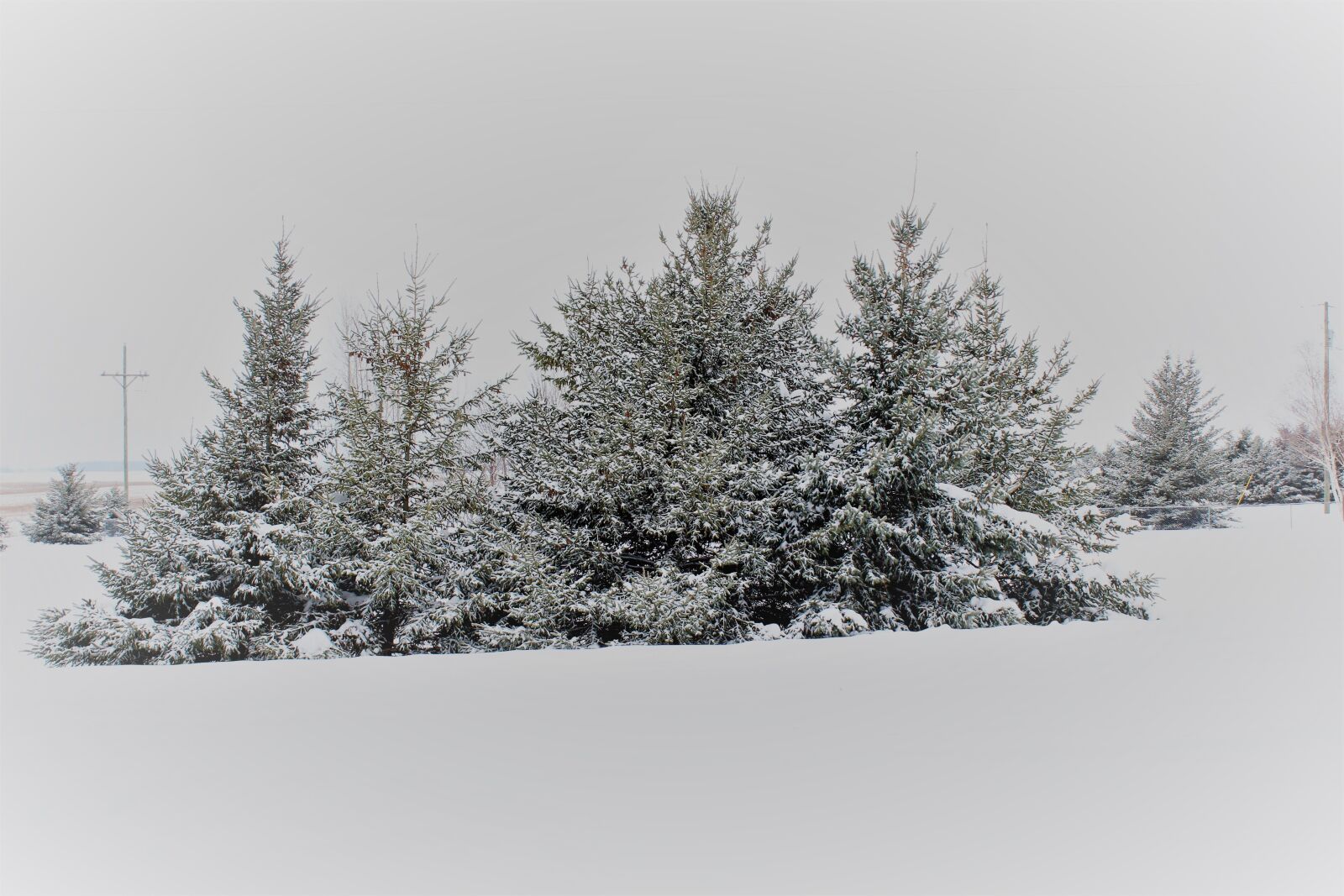 Canon EOS 1300D (EOS Rebel T6 / EOS Kiss X80) sample photo. Pine trees, snow covered photography