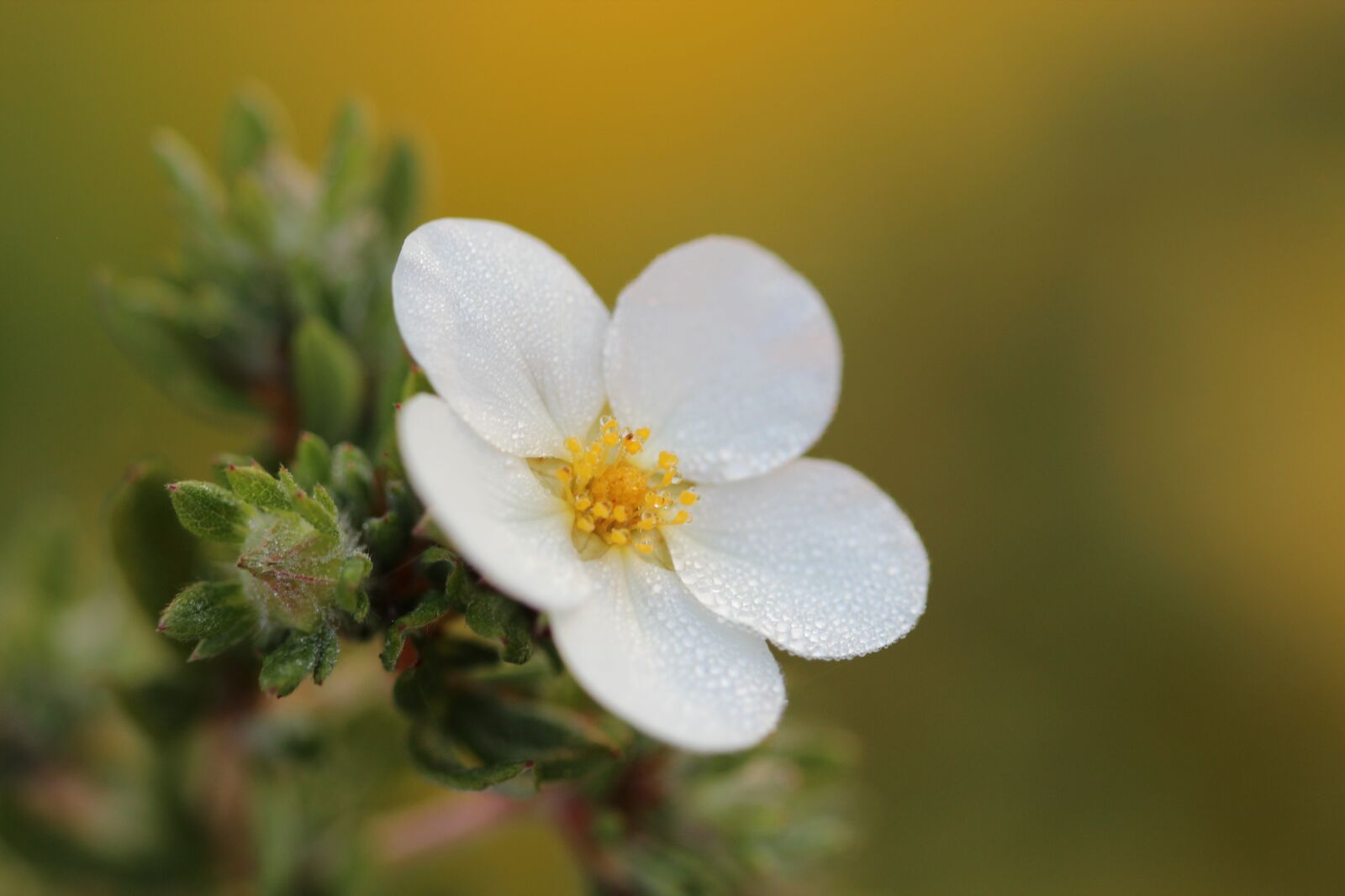 Canon EOS 600D (Rebel EOS T3i / EOS Kiss X5) + Canon EF 100mm F2.8 Macro USM sample photo. White, flower, nature photography