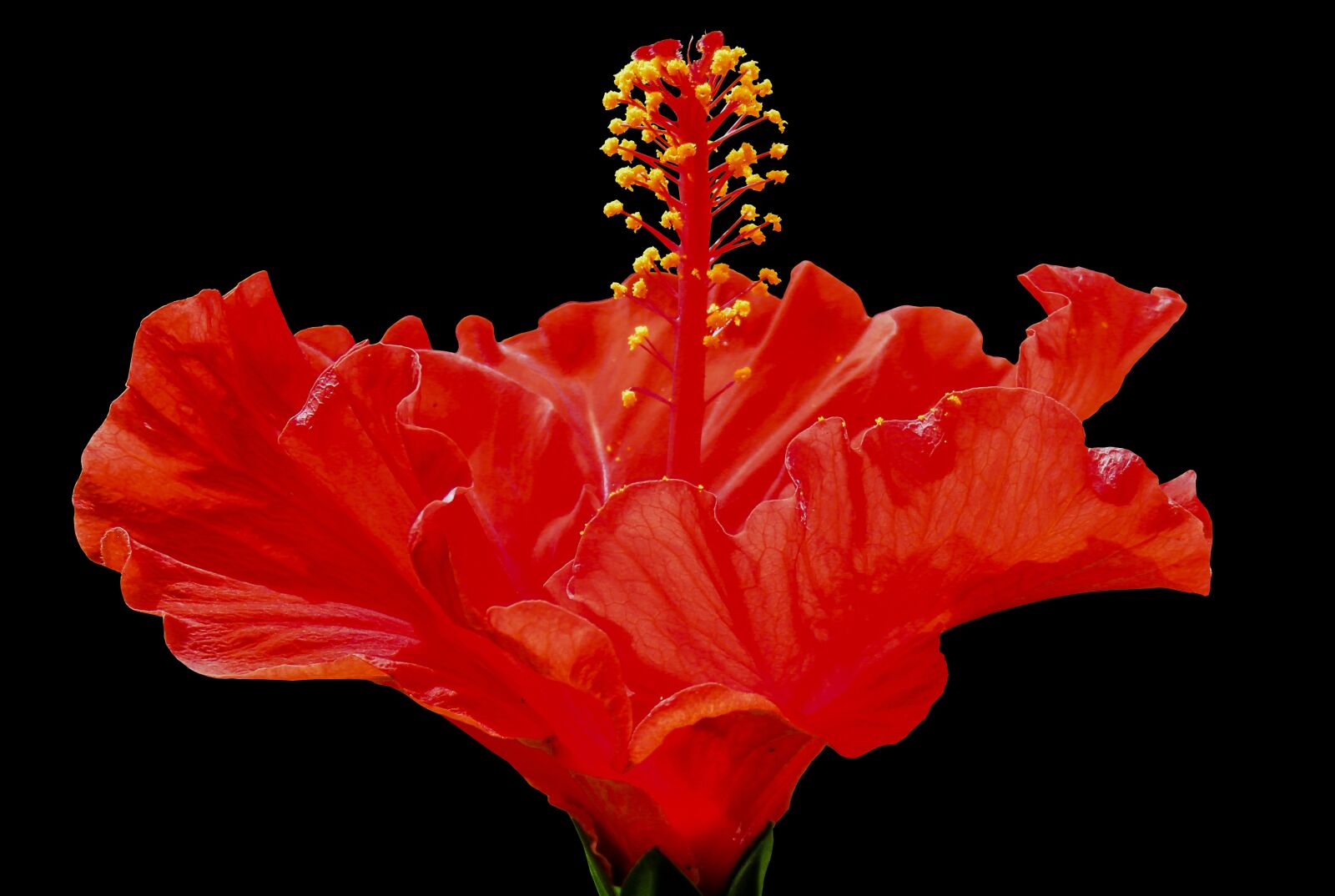 Canon PowerShot SX710 HS sample photo. Nature, flower, blossom photography
