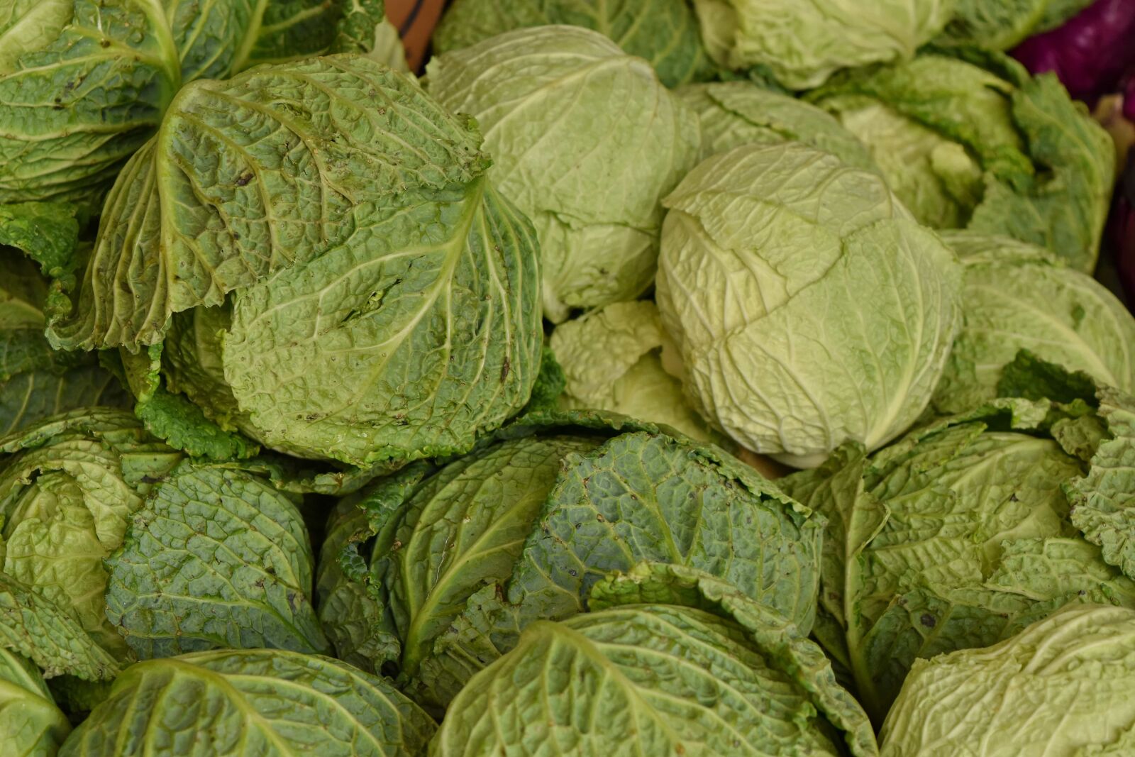 Nikon D5500 sample photo. Green leaves, salad, plant photography