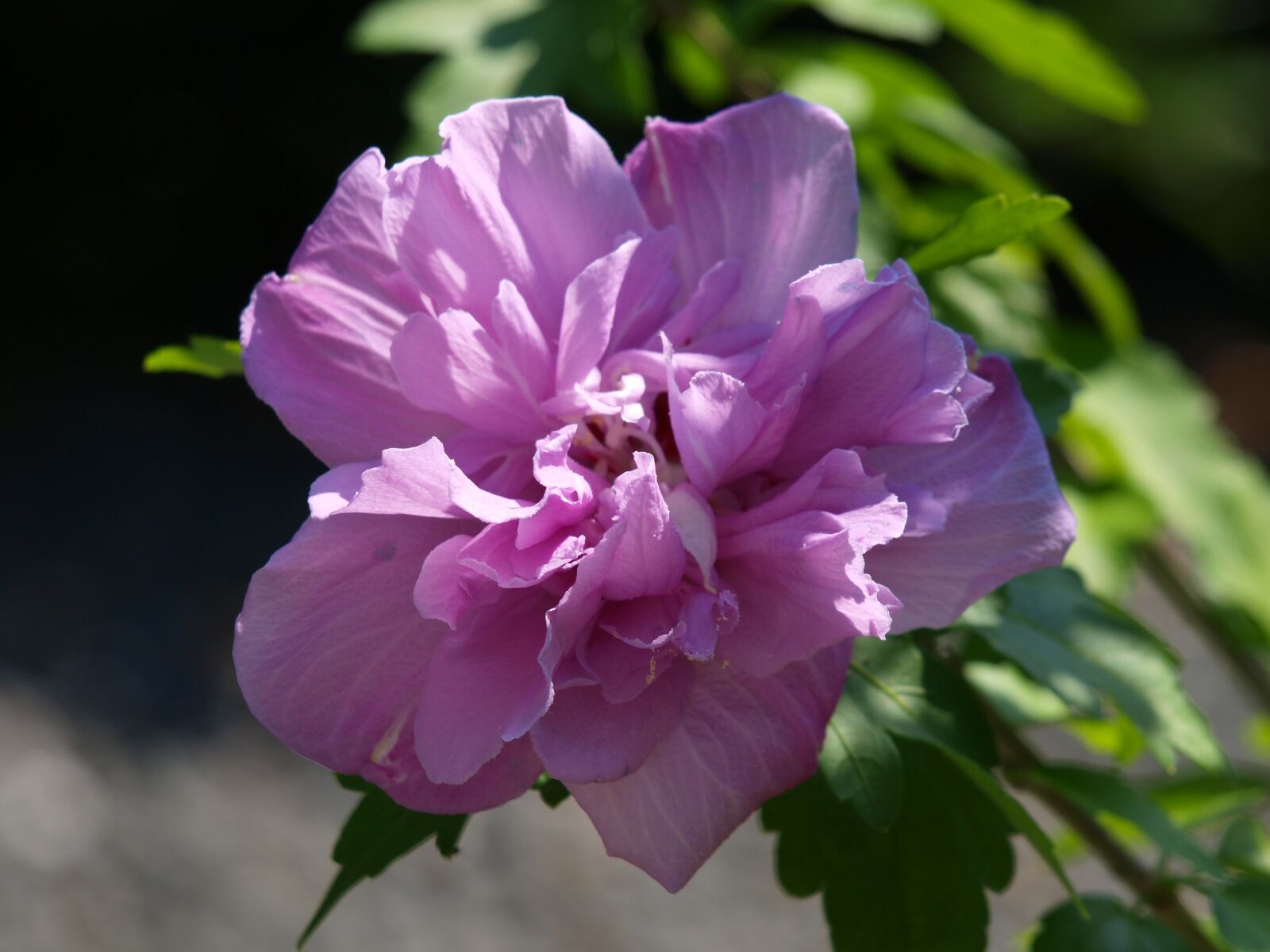 Olympus E-420 (EVOLT E-420) sample photo. Hibiscus, blossom, bloom photography