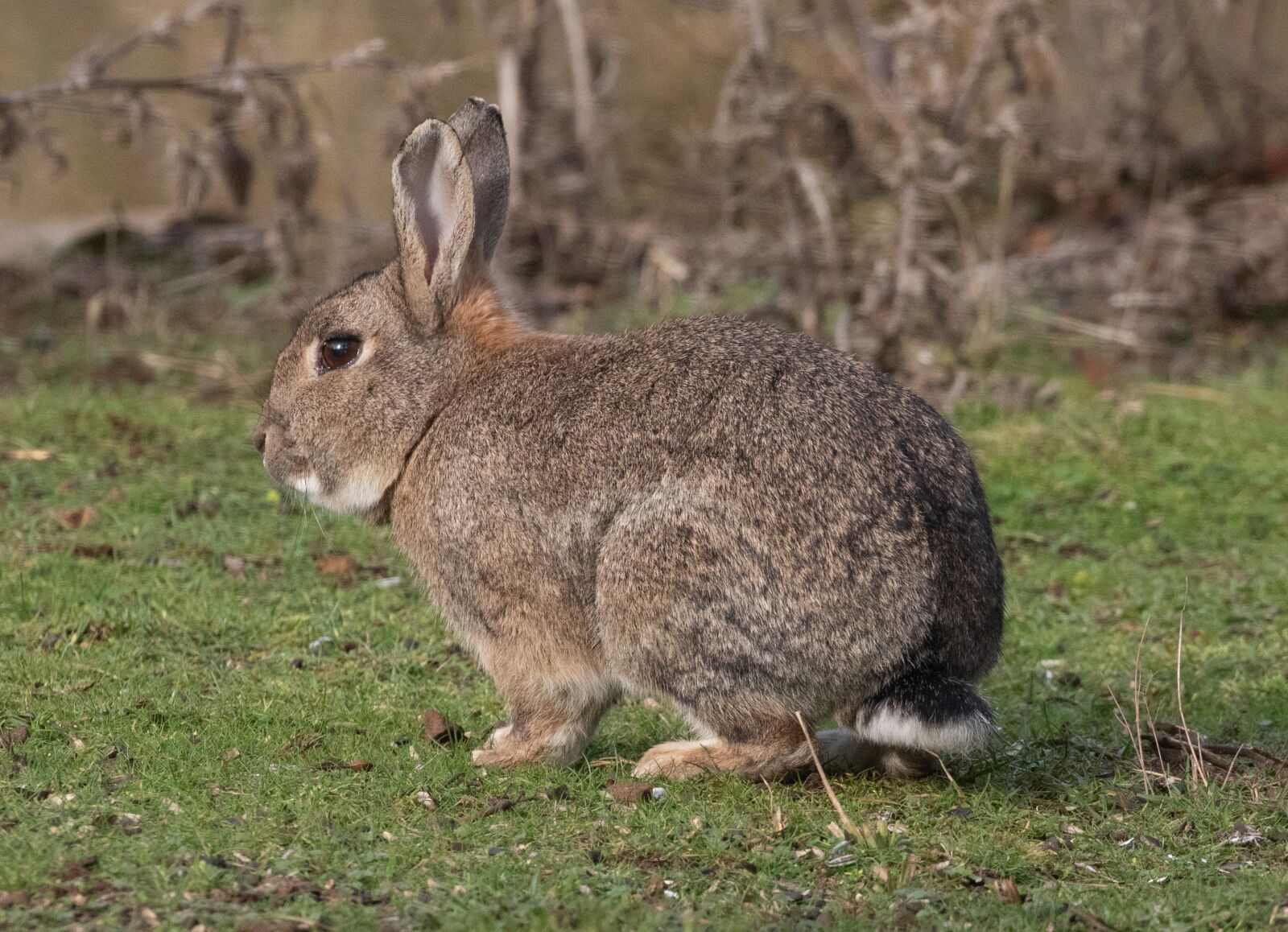 Canon EOS 7D Mark II sample photo. Rabbit, wild, brown rabbit photography