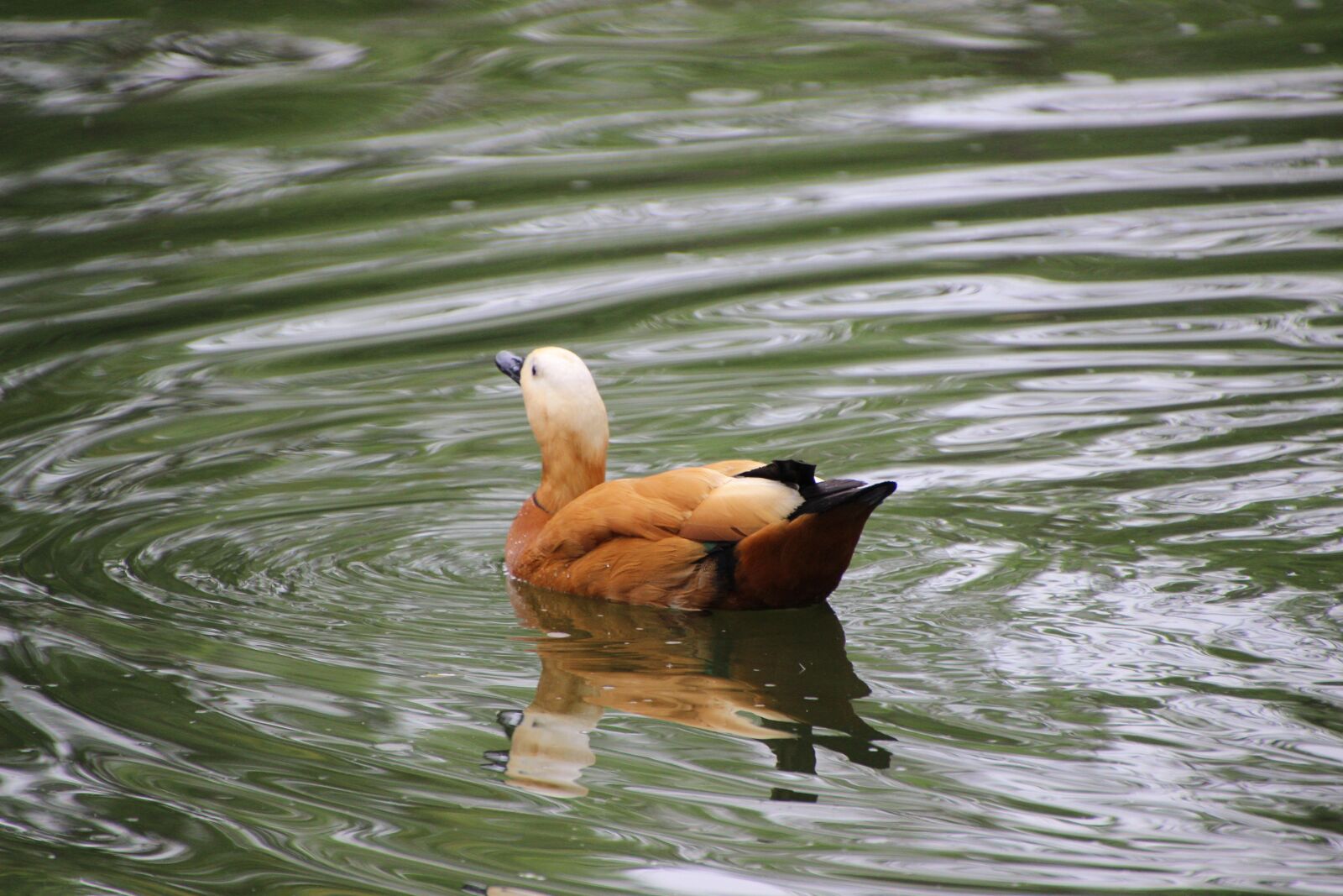 Canon EOS 600D (Rebel EOS T3i / EOS Kiss X5) sample photo. Ruddy shelduck, tadorna ferruginea photography