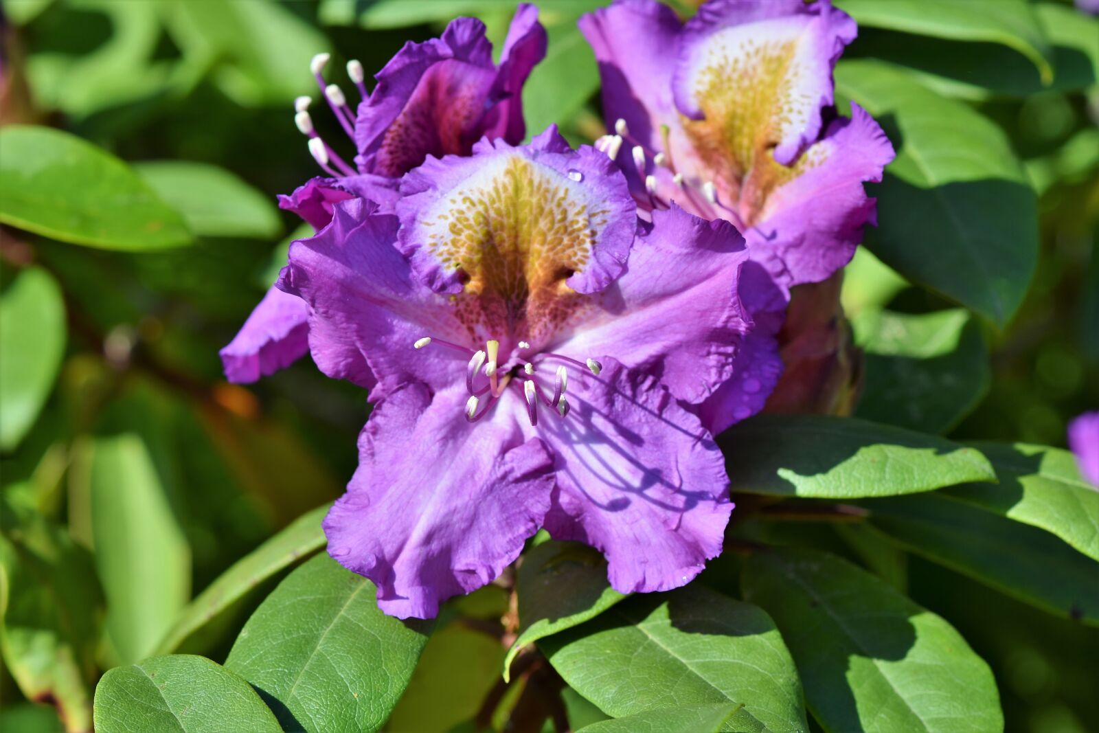 Nikon D7200 sample photo. Rhododendron, rhododendron buds, rhododendron photography