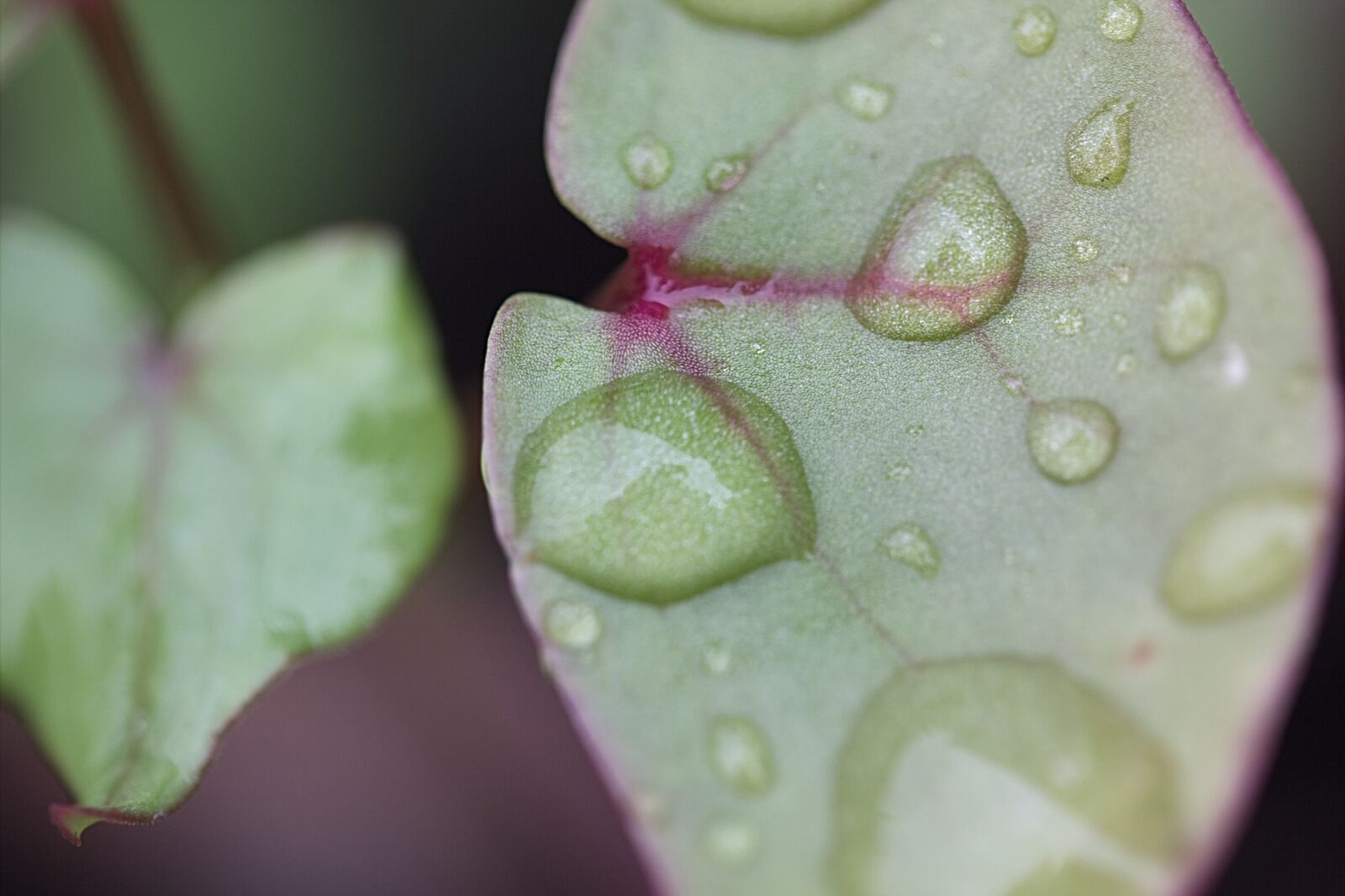 Canon EF-S 60mm F2.8 Macro USM sample photo. Plant, leaf, flower photography