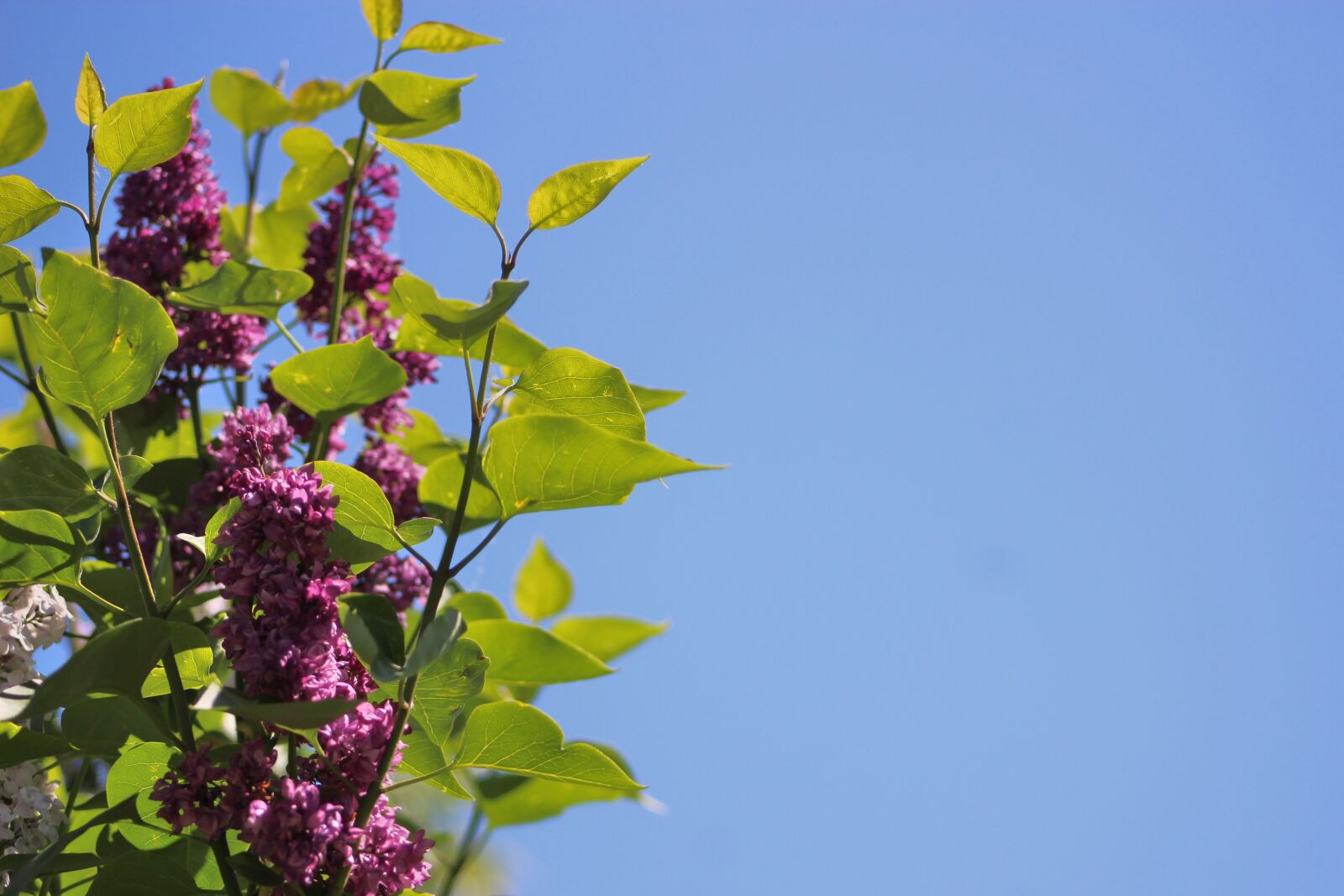 Canon EF75-300mm f/4-5.6 sample photo. Without, lilac, bush photography