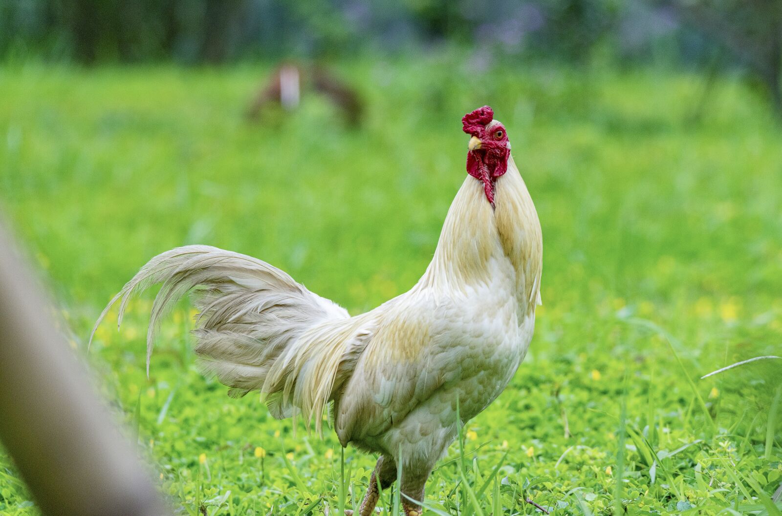 Nikon D810 sample photo. Chicken, rico, delicious photography