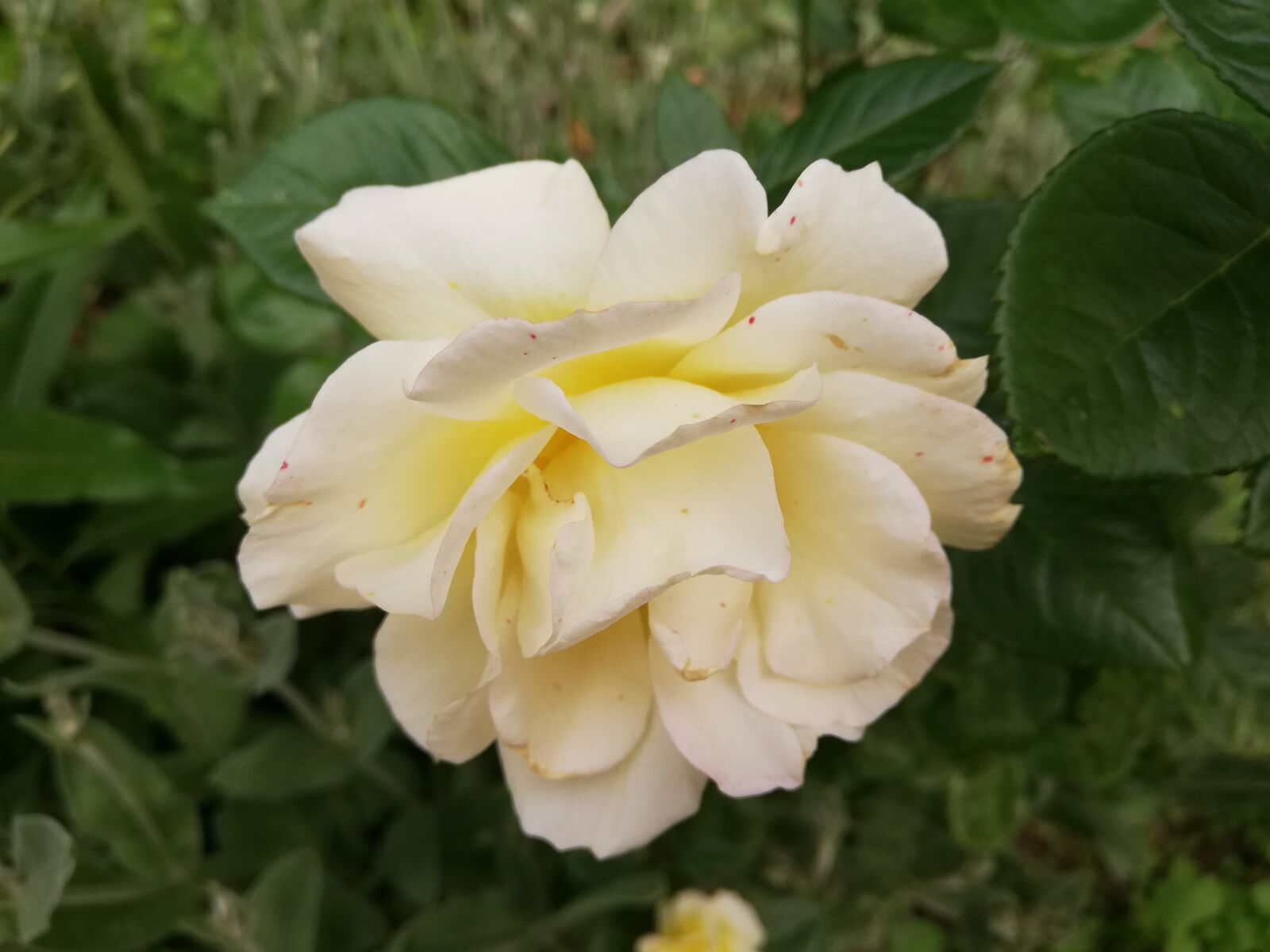 HUAWEI P20 lite sample photo. Rose, bush, flower photography