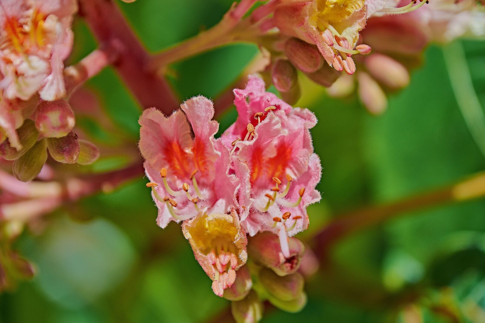 Nikon D7200 sample photo. Flowering, leaves, plant photography