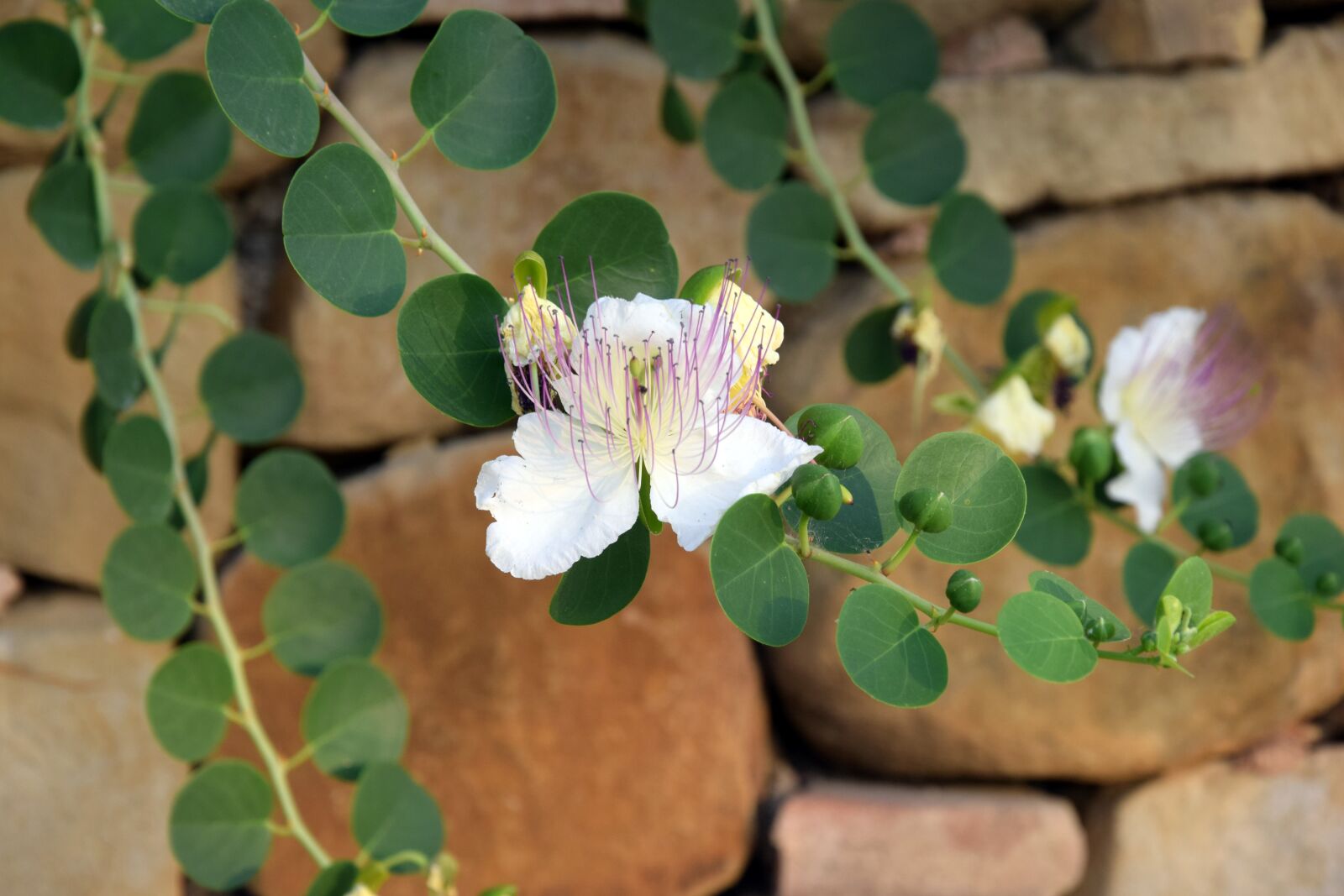 Nikon D3300 sample photo. Background, flowers, plants photography