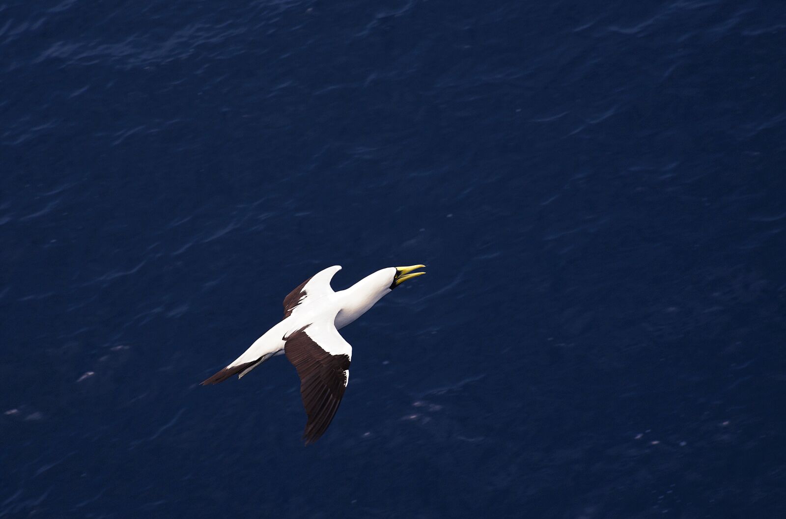Nikon D750 sample photo. Seagull, bird, sea photography
