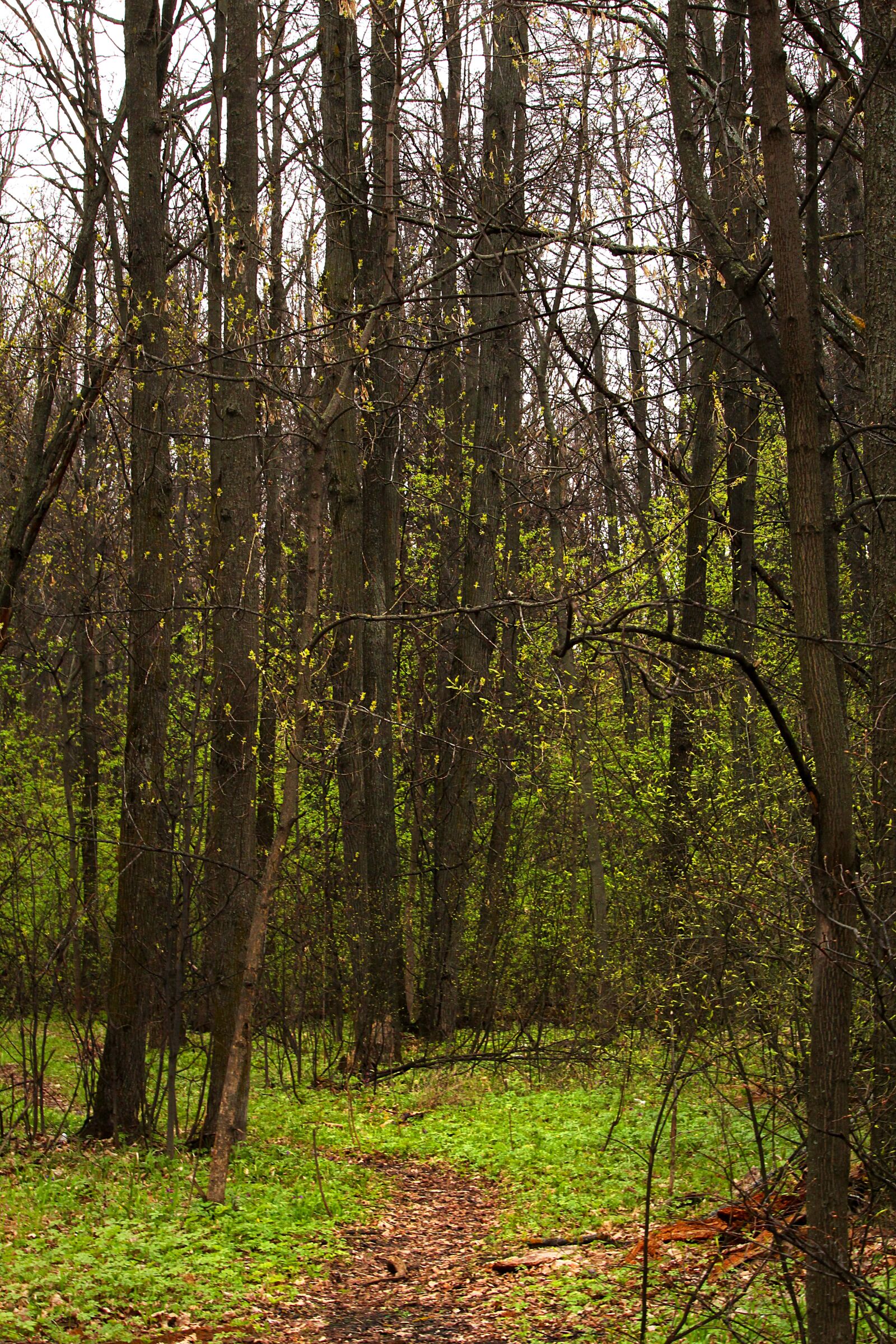 Canon EOS 1200D (EOS Rebel T5 / EOS Kiss X70 / EOS Hi) sample photo. Forest, spring, greens photography