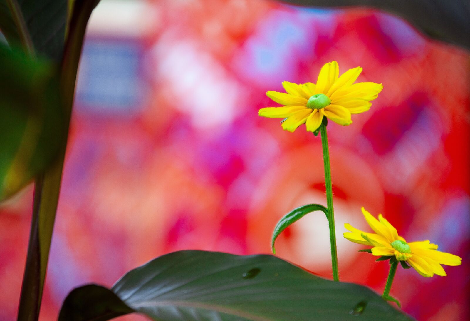 Canon EOS 5D Mark II sample photo. Flowers, yellow flowers, garden photography