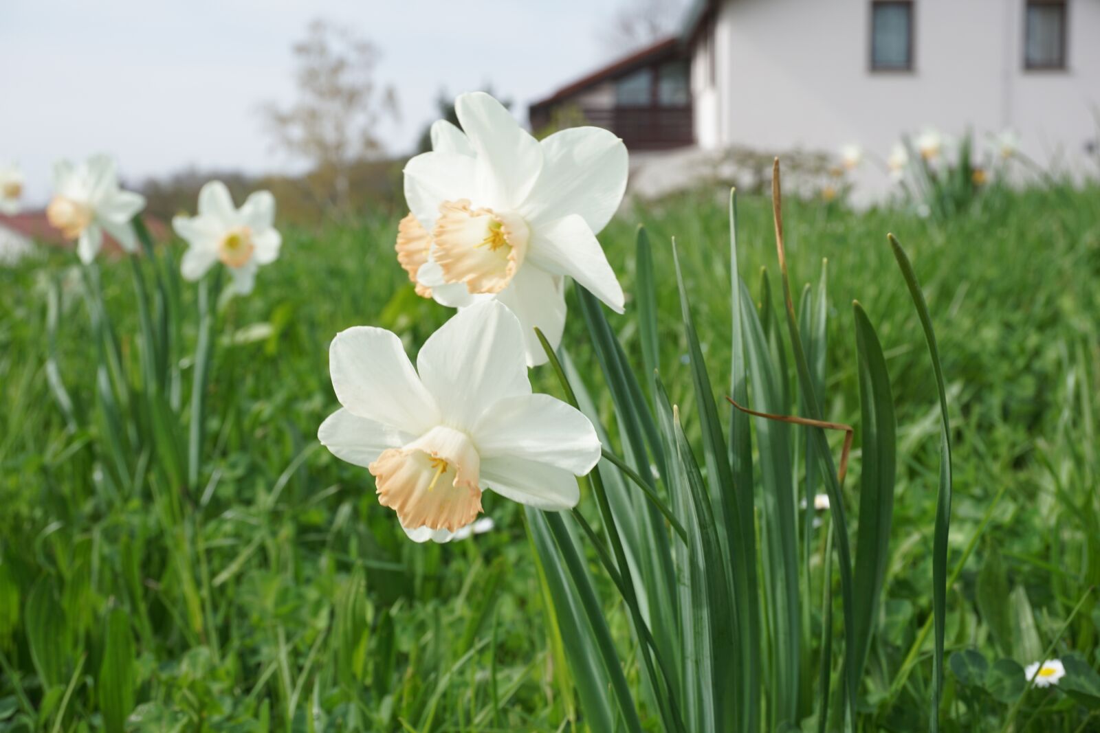 Sony a6000 sample photo. Flower, plant, nature photography
