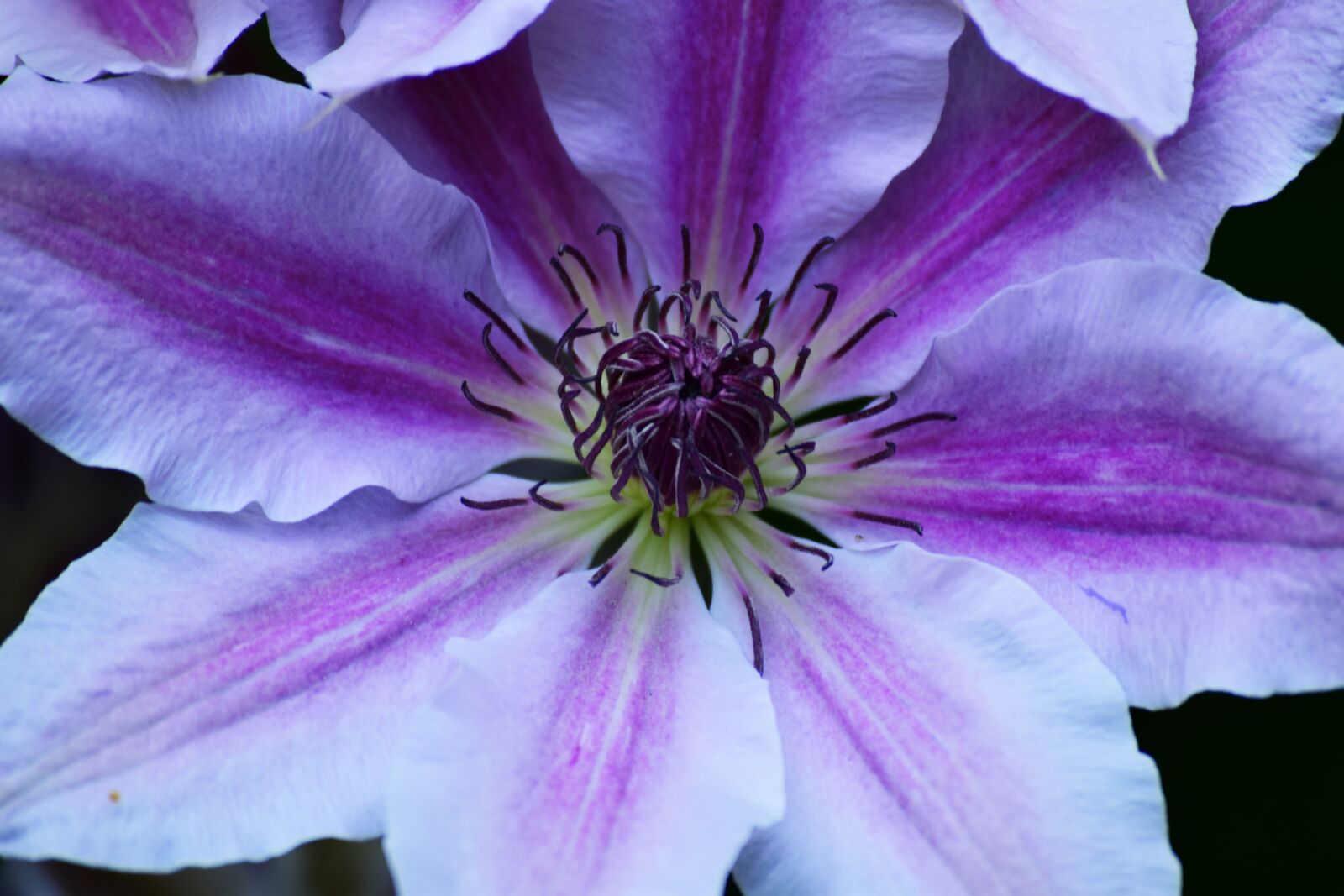 Nikon D5300 sample photo. Clematis, flower, plant photography