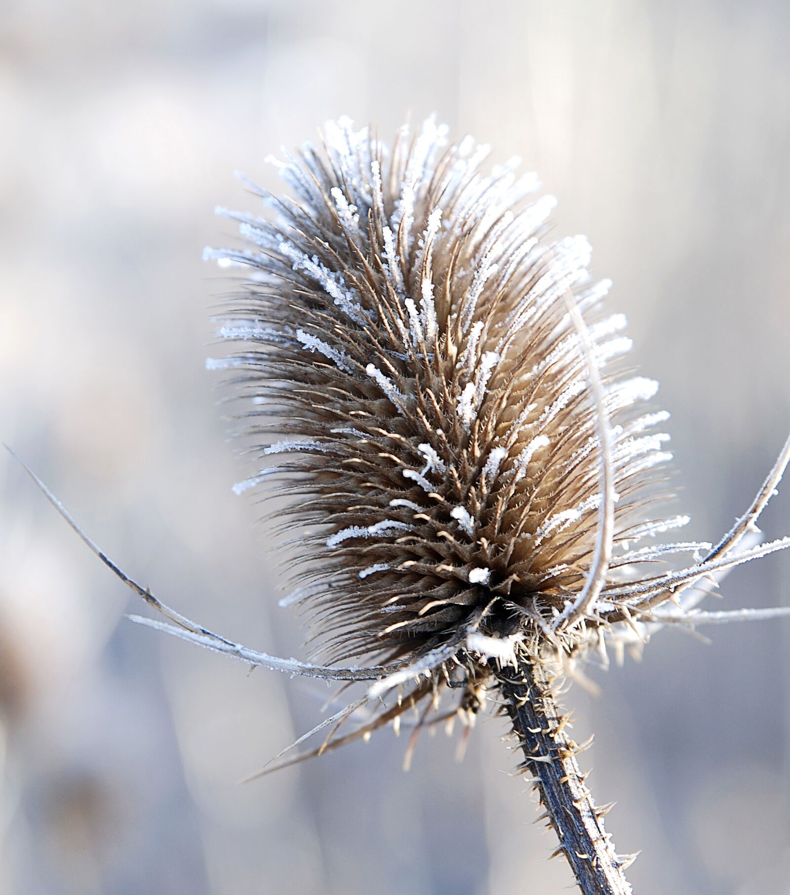 Nikon D80 sample photo. Plant, winter, frost photography