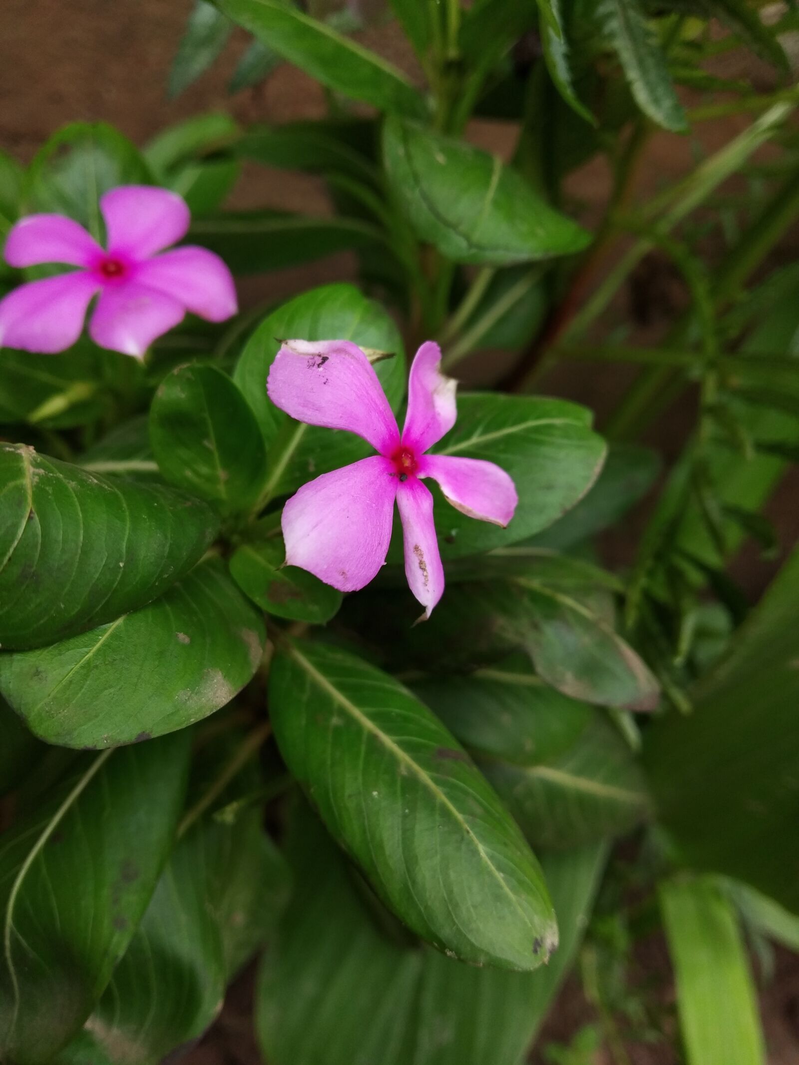 Xiaomi Redmi Y2 sample photo. Flowers, leaves and flowers photography