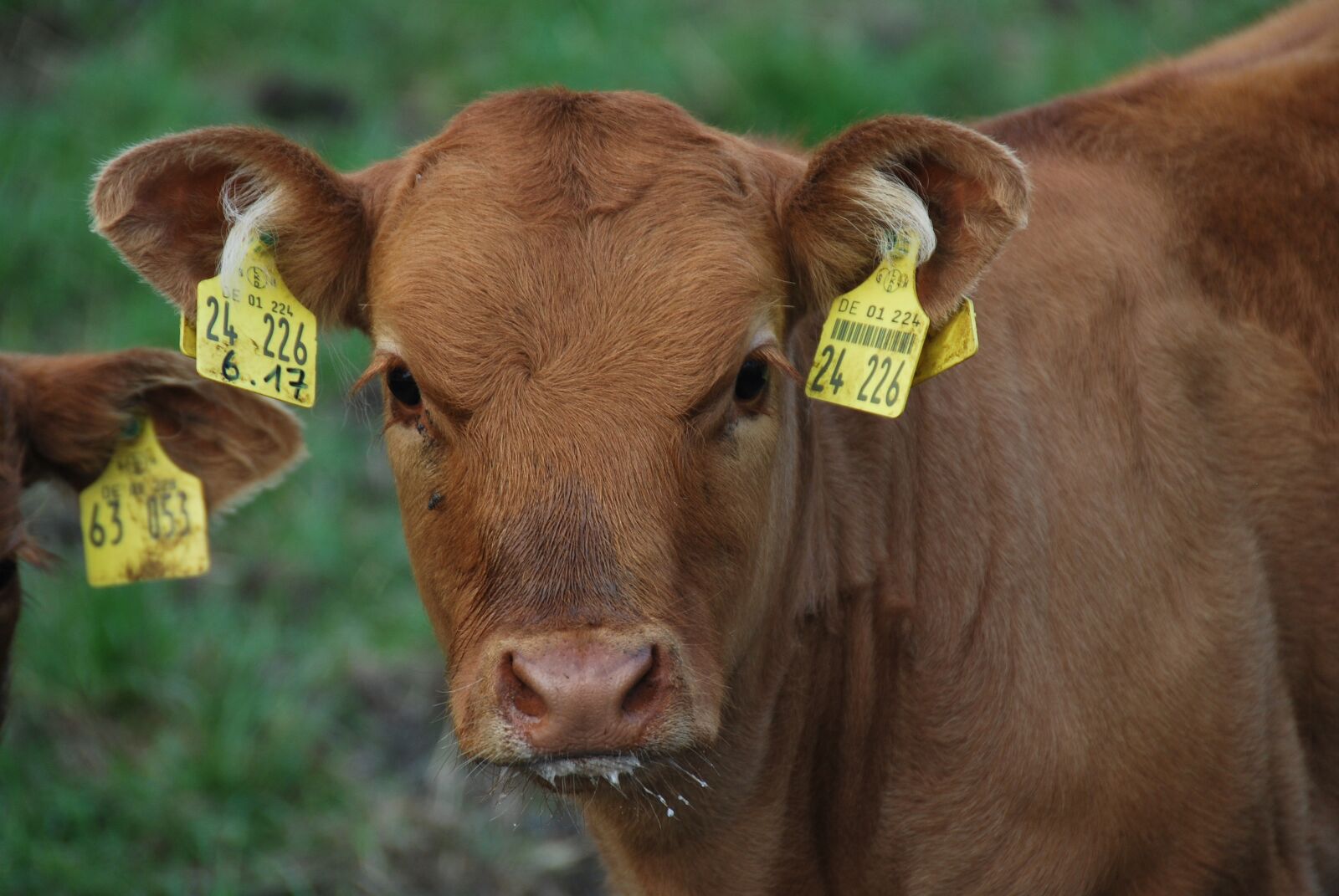 Nikon D60 sample photo. Nature, animal, calf photography