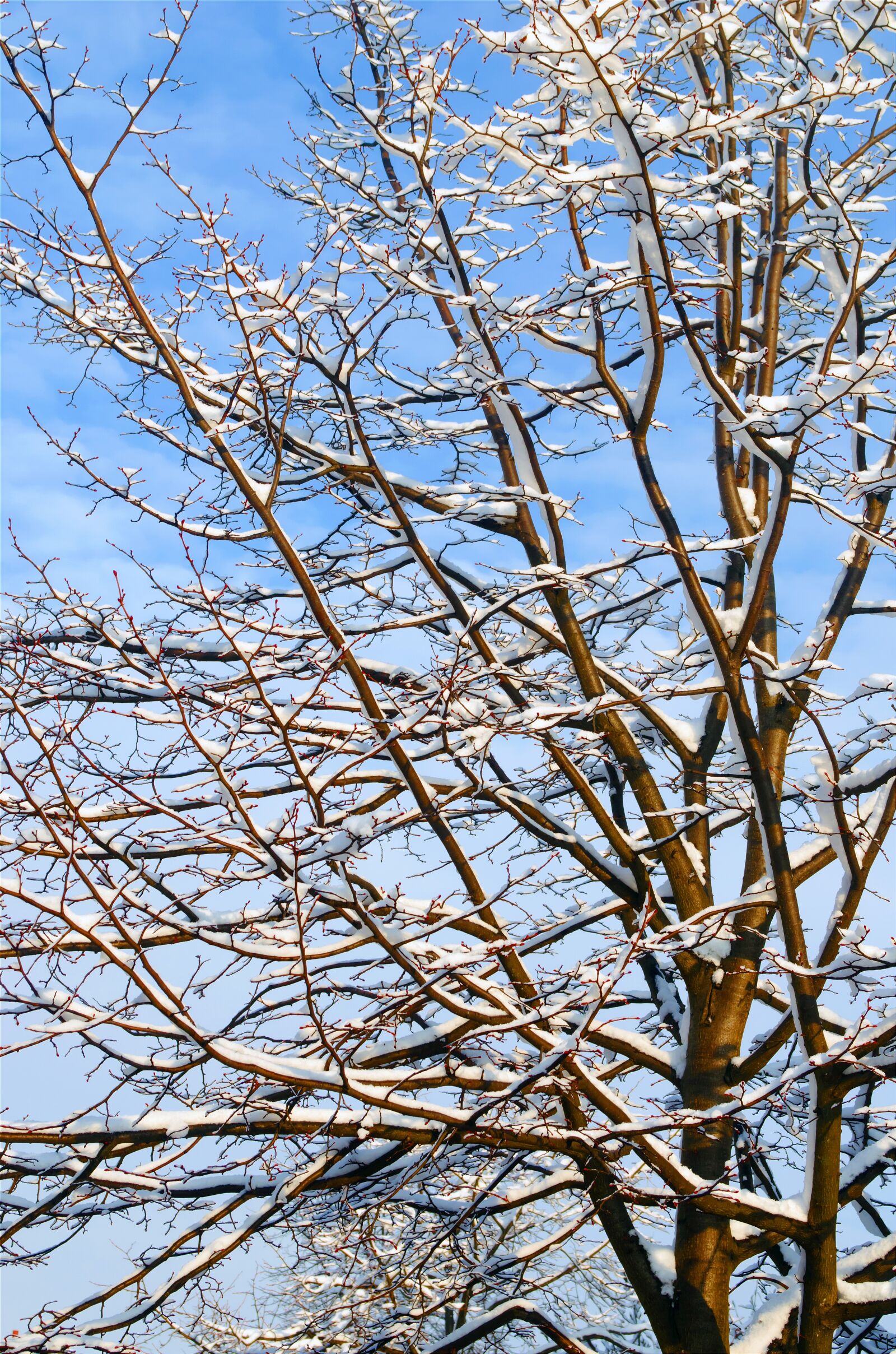 Nikon D5100 sample photo. Branch, branches, without, leaves photography