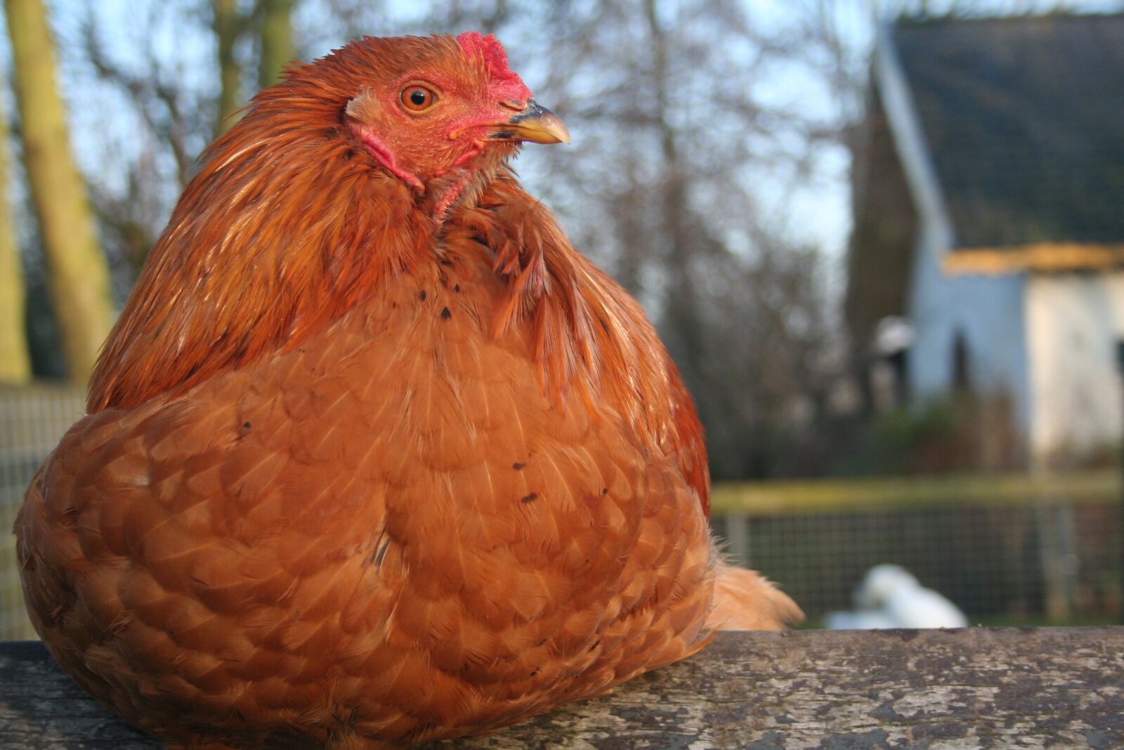 Canon EOS 350D (EOS Digital Rebel XT / EOS Kiss Digital N) sample photo. Chicken, petting, red photography