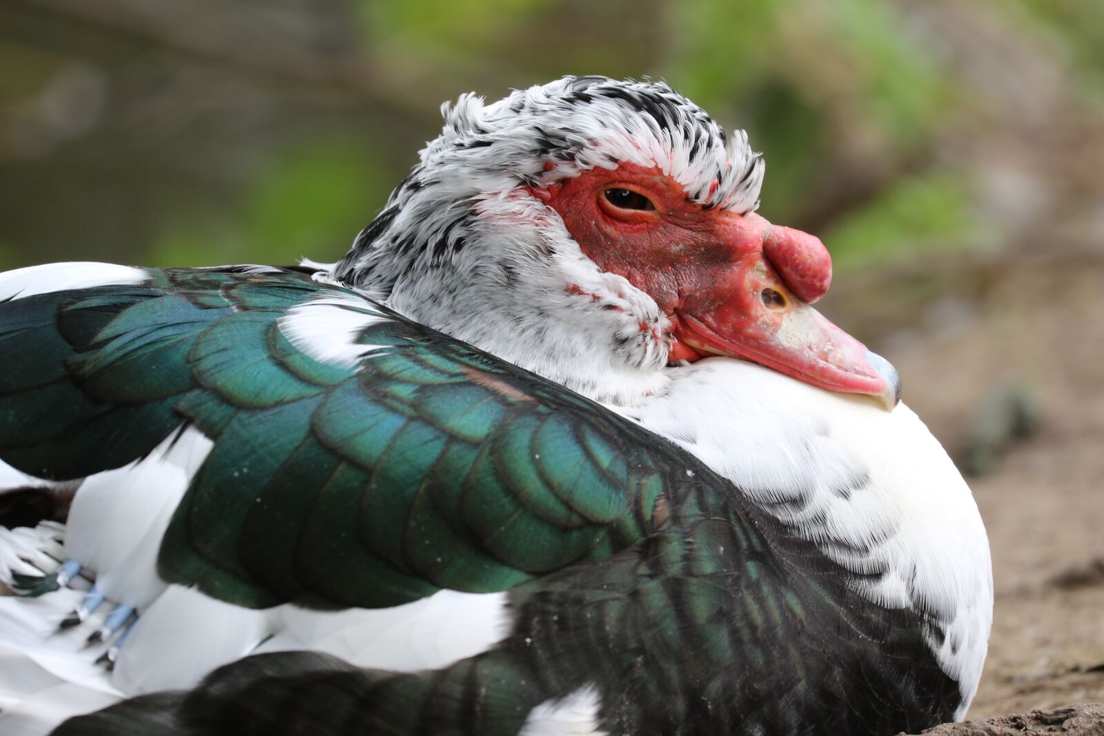 Canon EOS 7D Mark II sample photo. Indoutka, duck, ugly duck photography