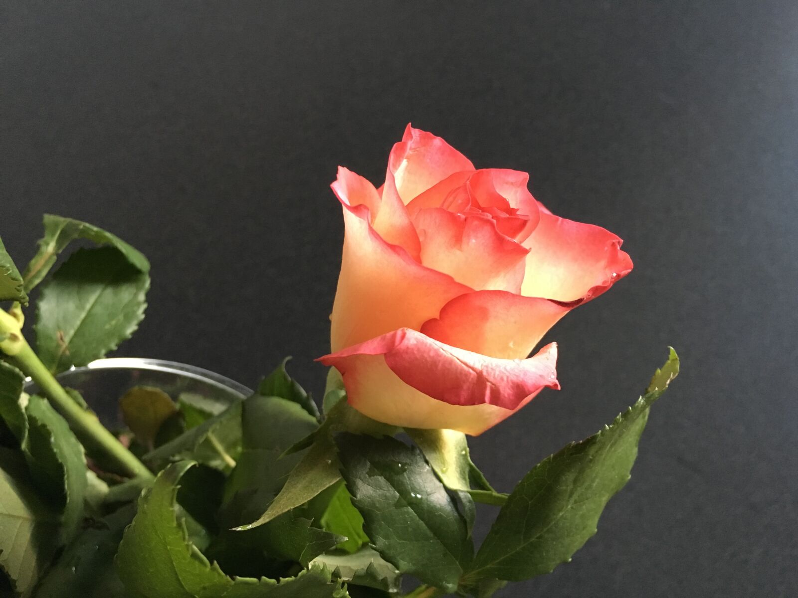 Apple iPhone 6s sample photo. Roses, thorns, gelbrot photography