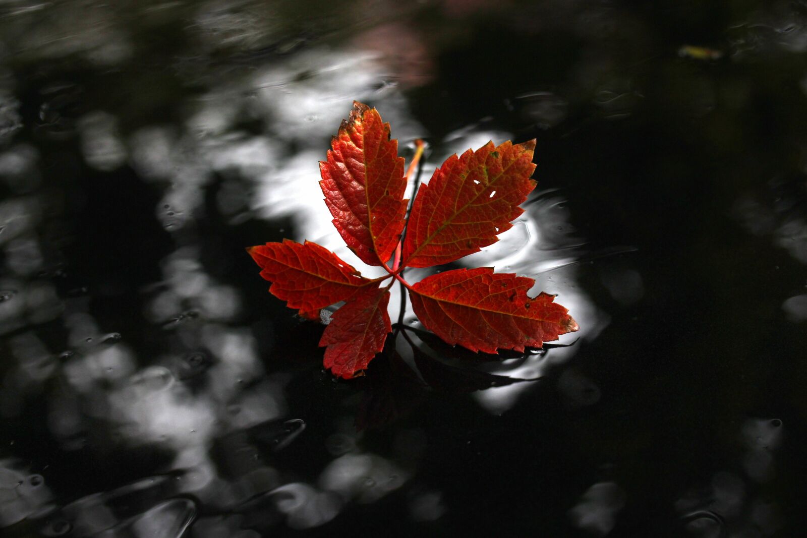 Canon EF-S 60mm F2.8 Macro USM sample photo. Leaf, red, autumn photography